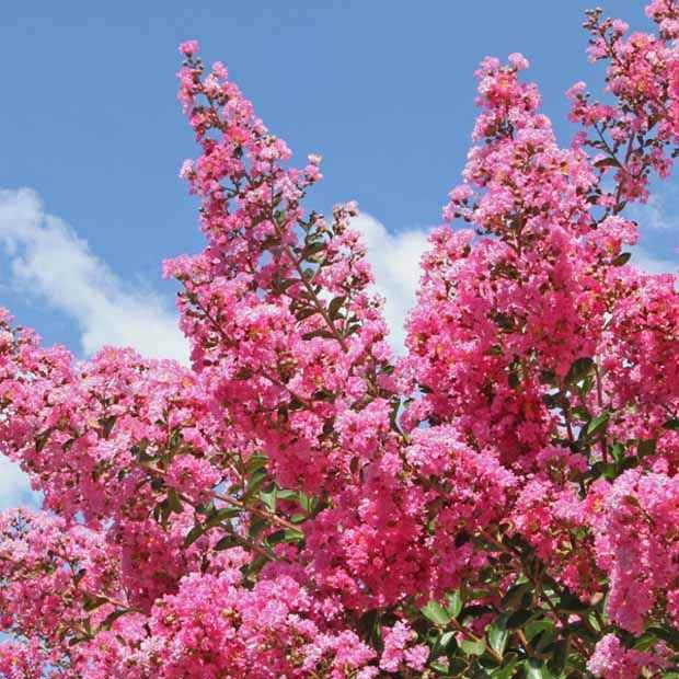 Indische sering - roze - Image 4