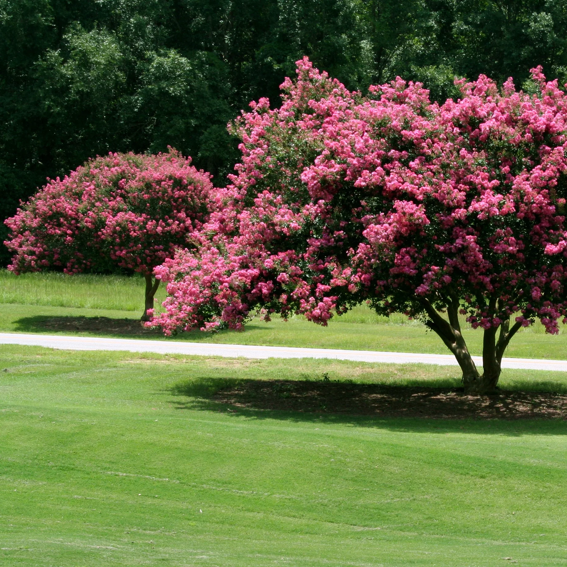 Indische sering - roze - Image 5