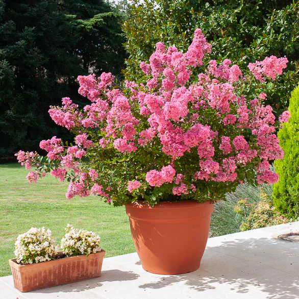 Indische sering - roze - Image 8