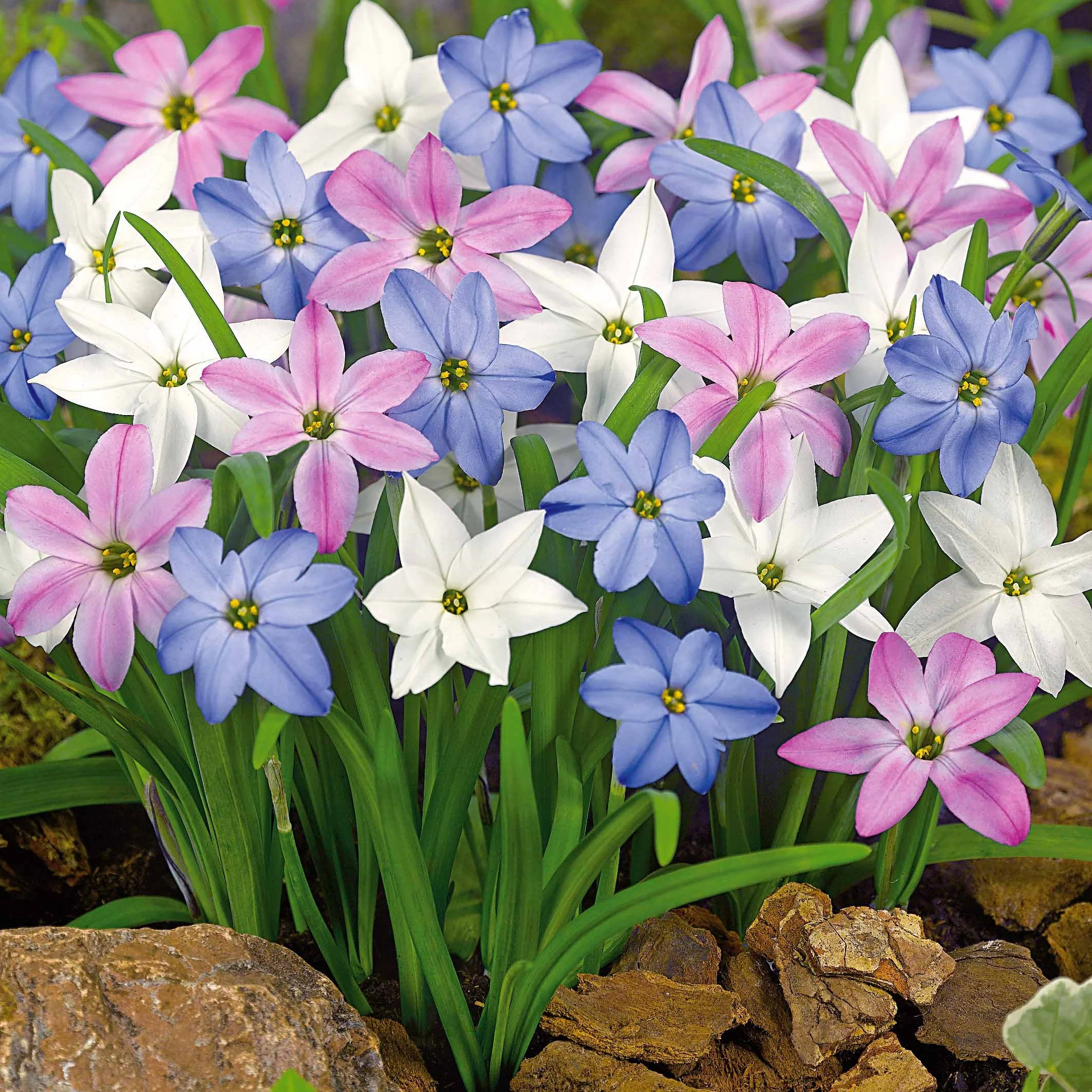 Ipheion gemengd (x30)