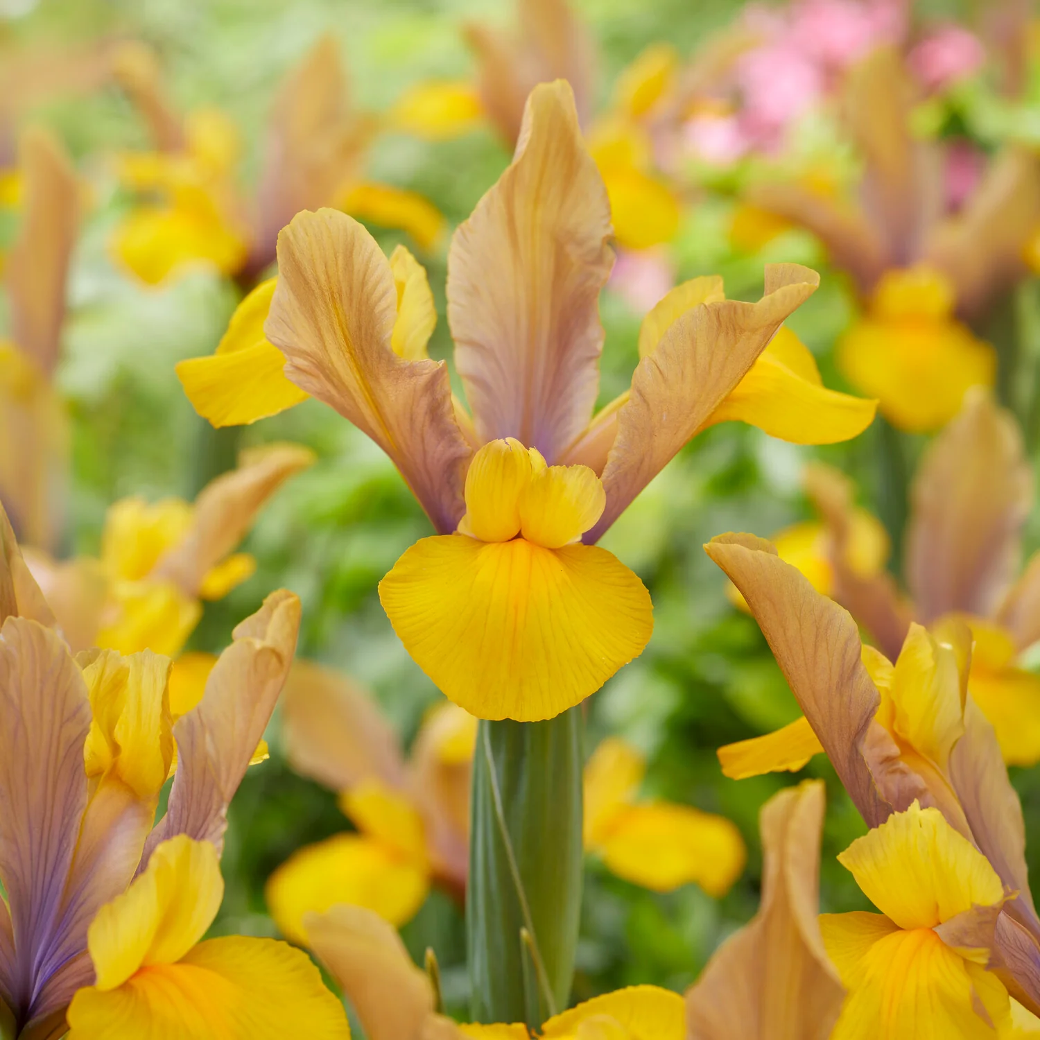 Iris 'Bronze Perfection' (x10) - Image 2