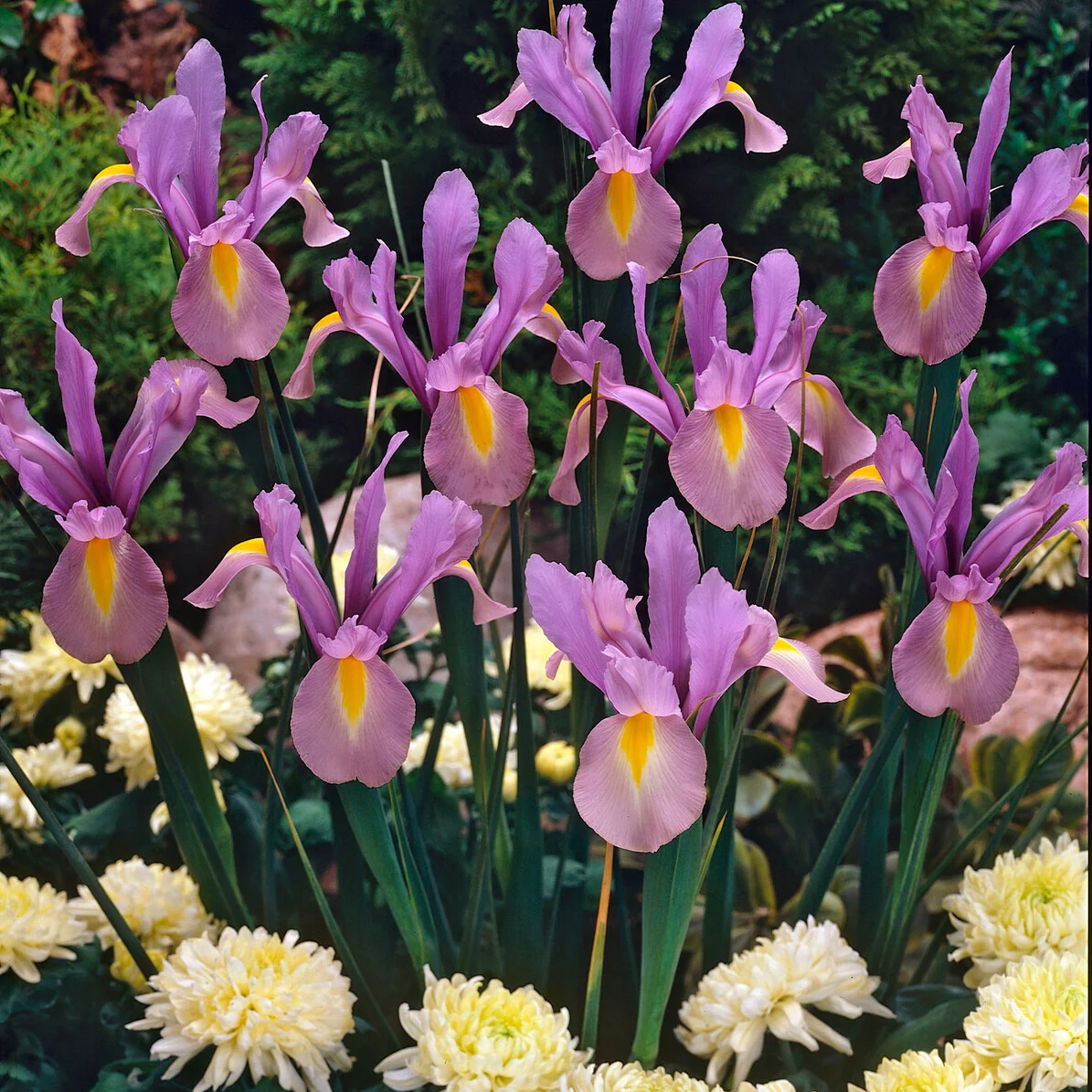 Iris Hollandica King Mauve (x10)