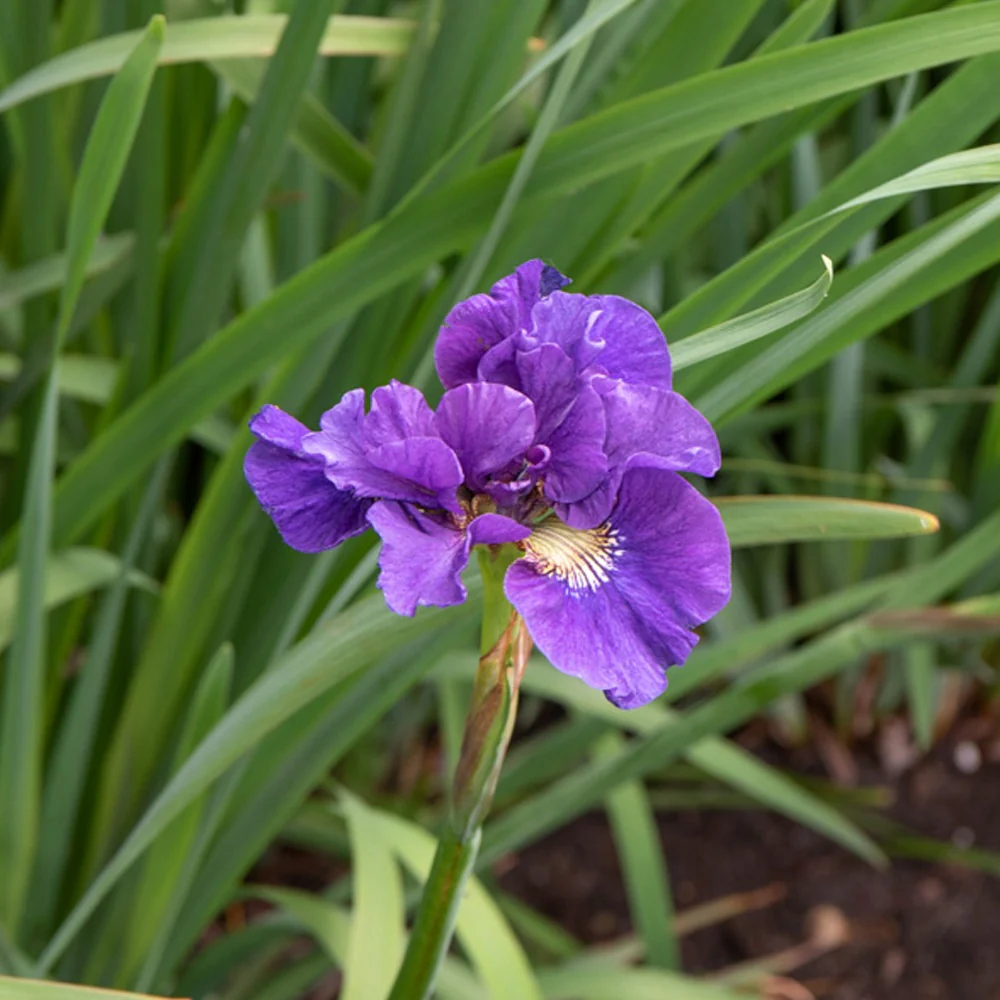 Iris Kaboom