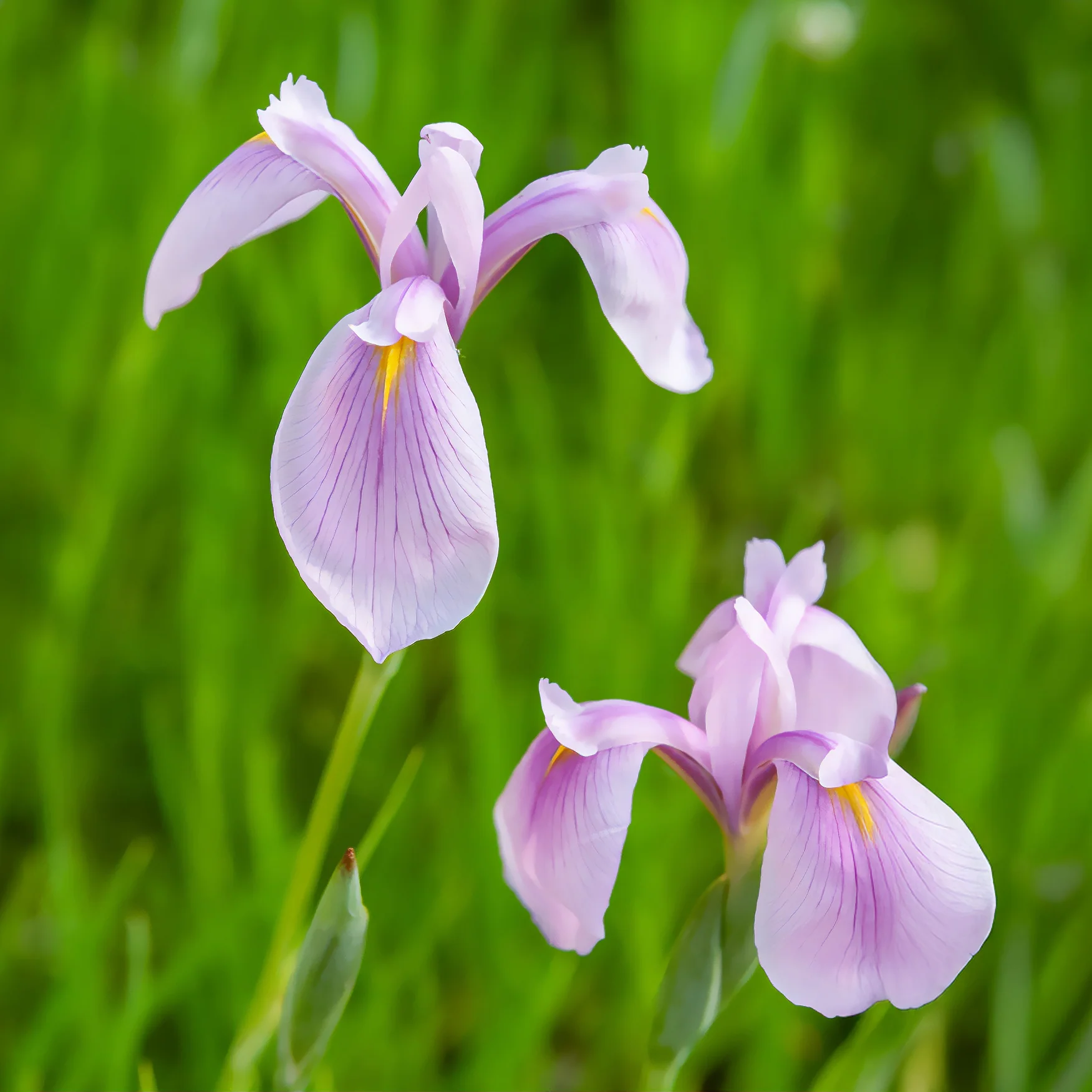 Iris laevigata 'Rose Queen' / Japanse iris