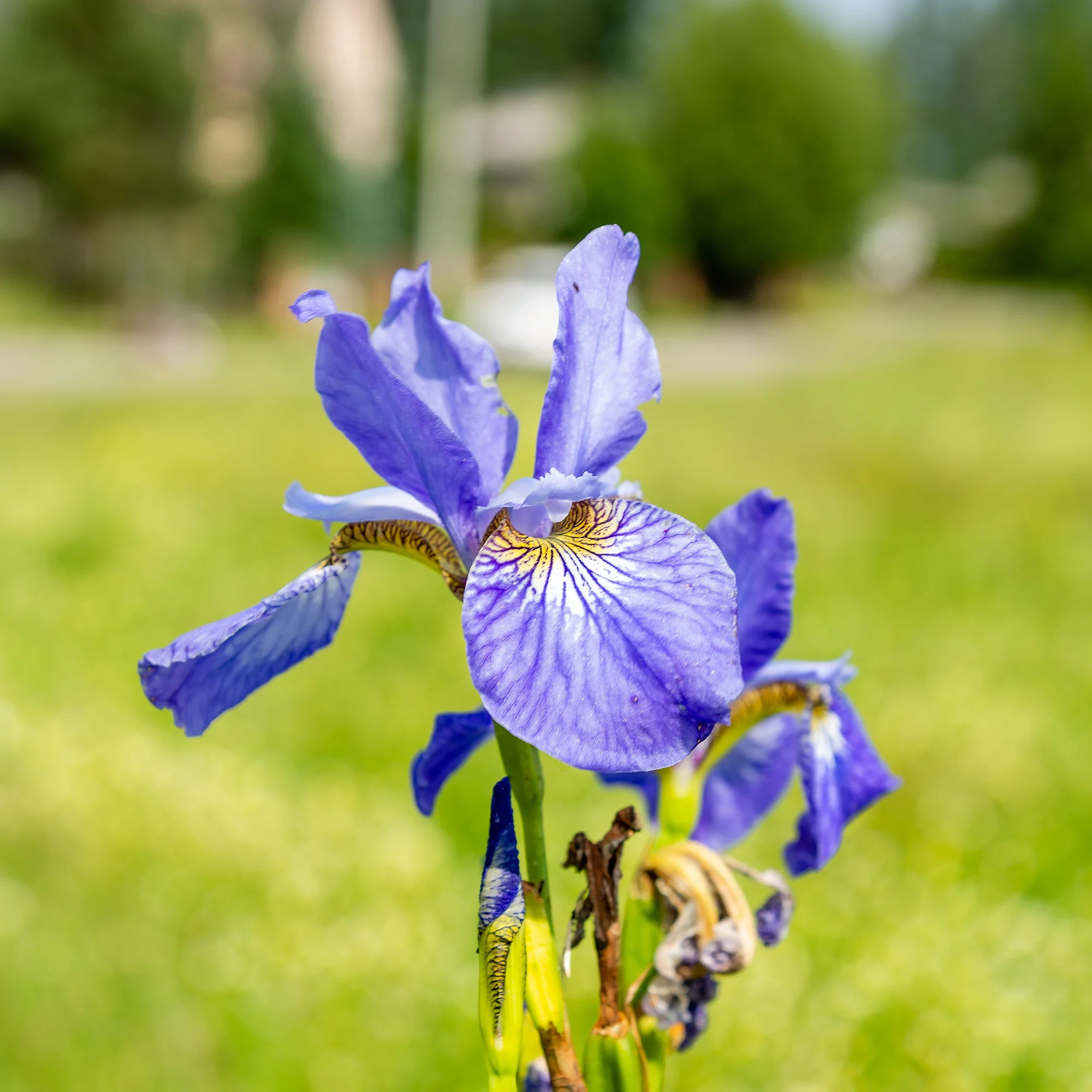 Iris siberica 'Fran's Gold' / Siberische lis