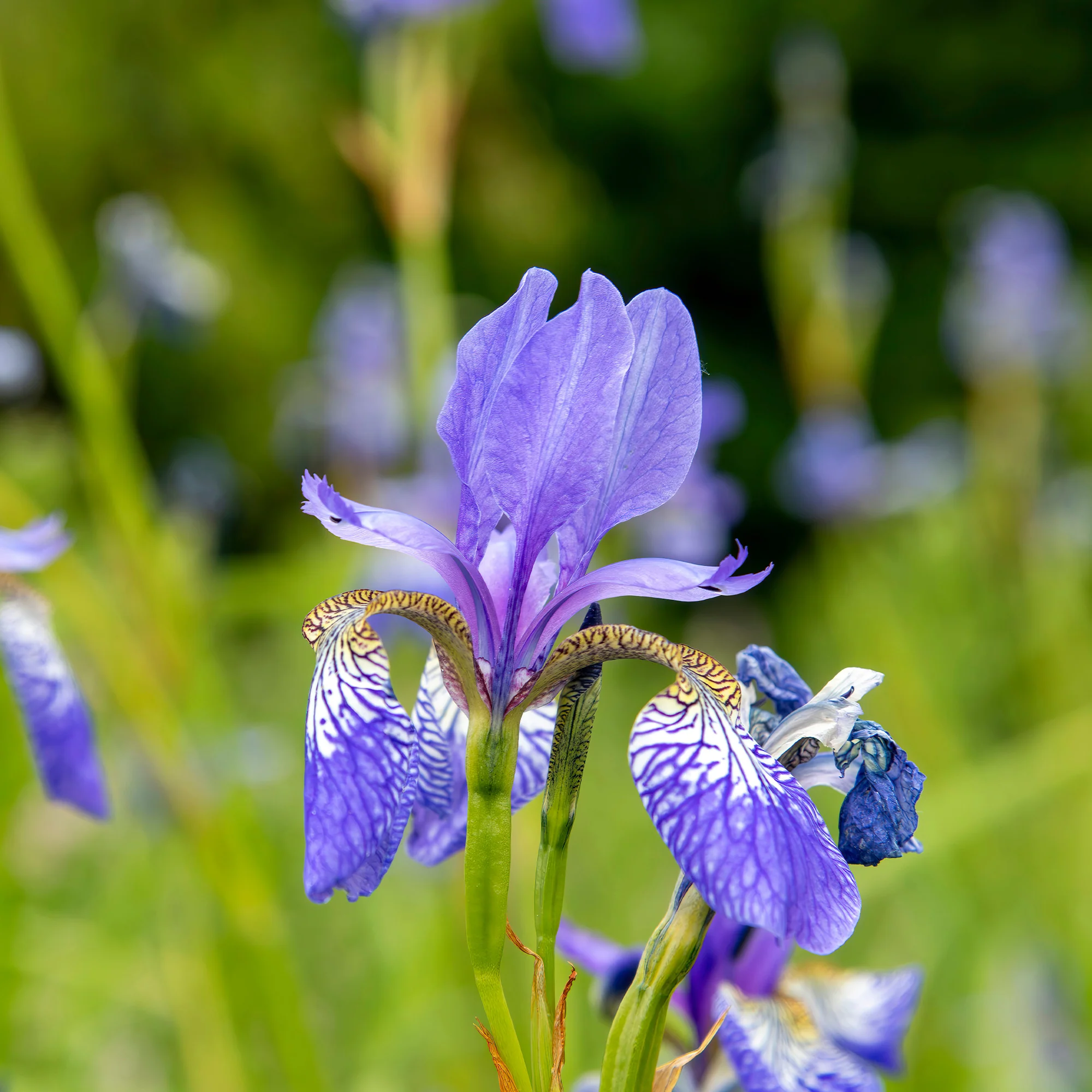 Iris siberica 'Fran's Gold' / Siberische lis - Image 2