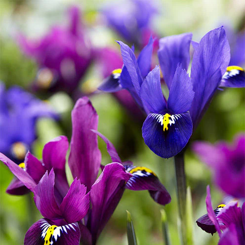Iris Tweelingbroers mix (x25)