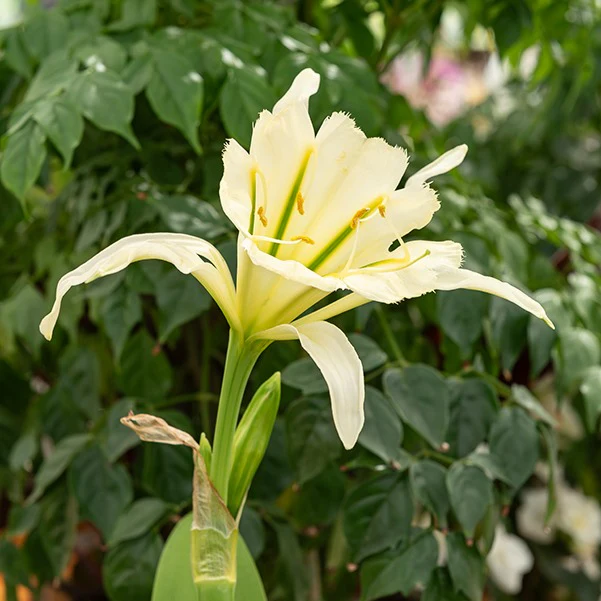 Ismene 'Sulpur Queen' (x2) - Image 4