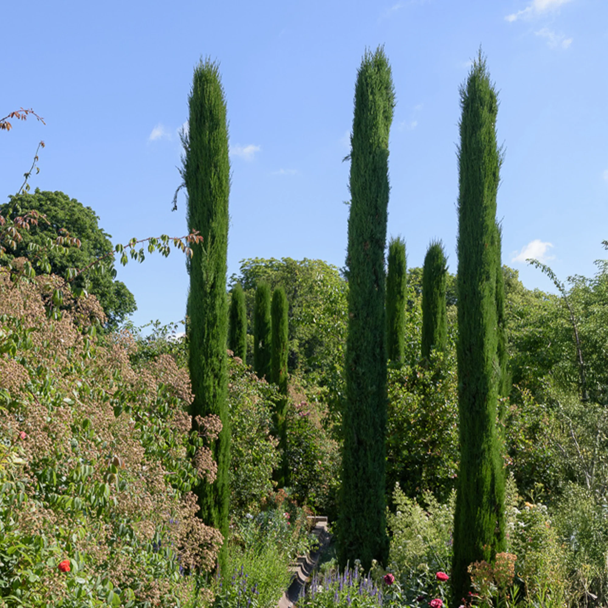 Italiaanse cipres Stricta - Image 2