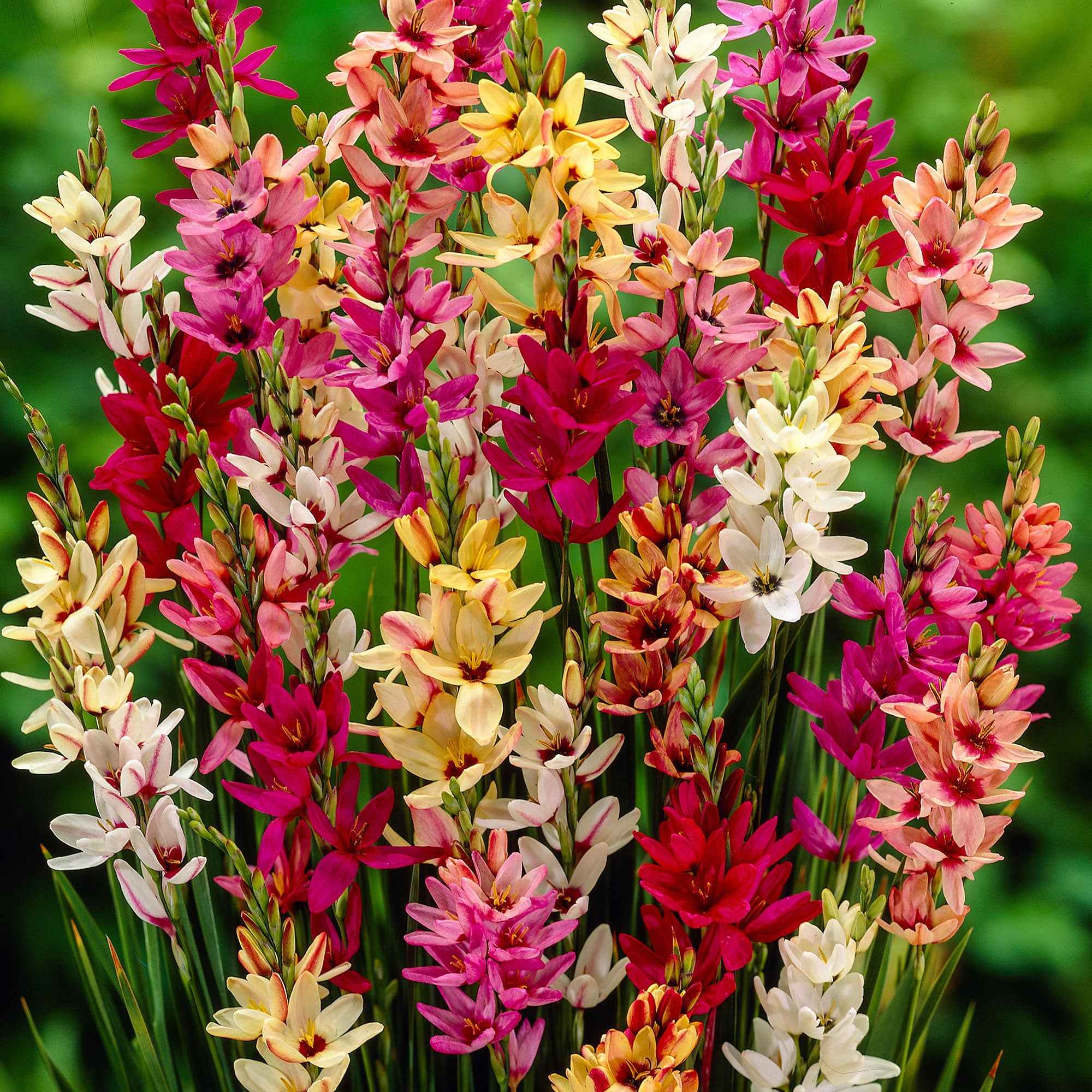 Ixia - Mix