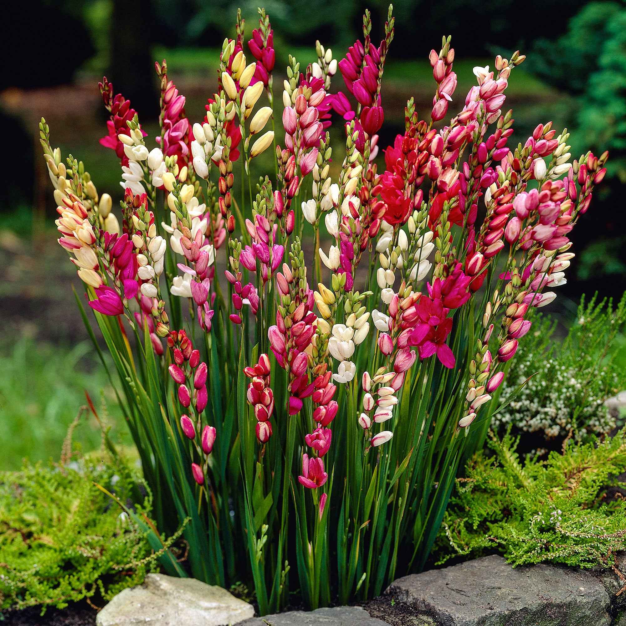 Ixia - Mix - Image 2