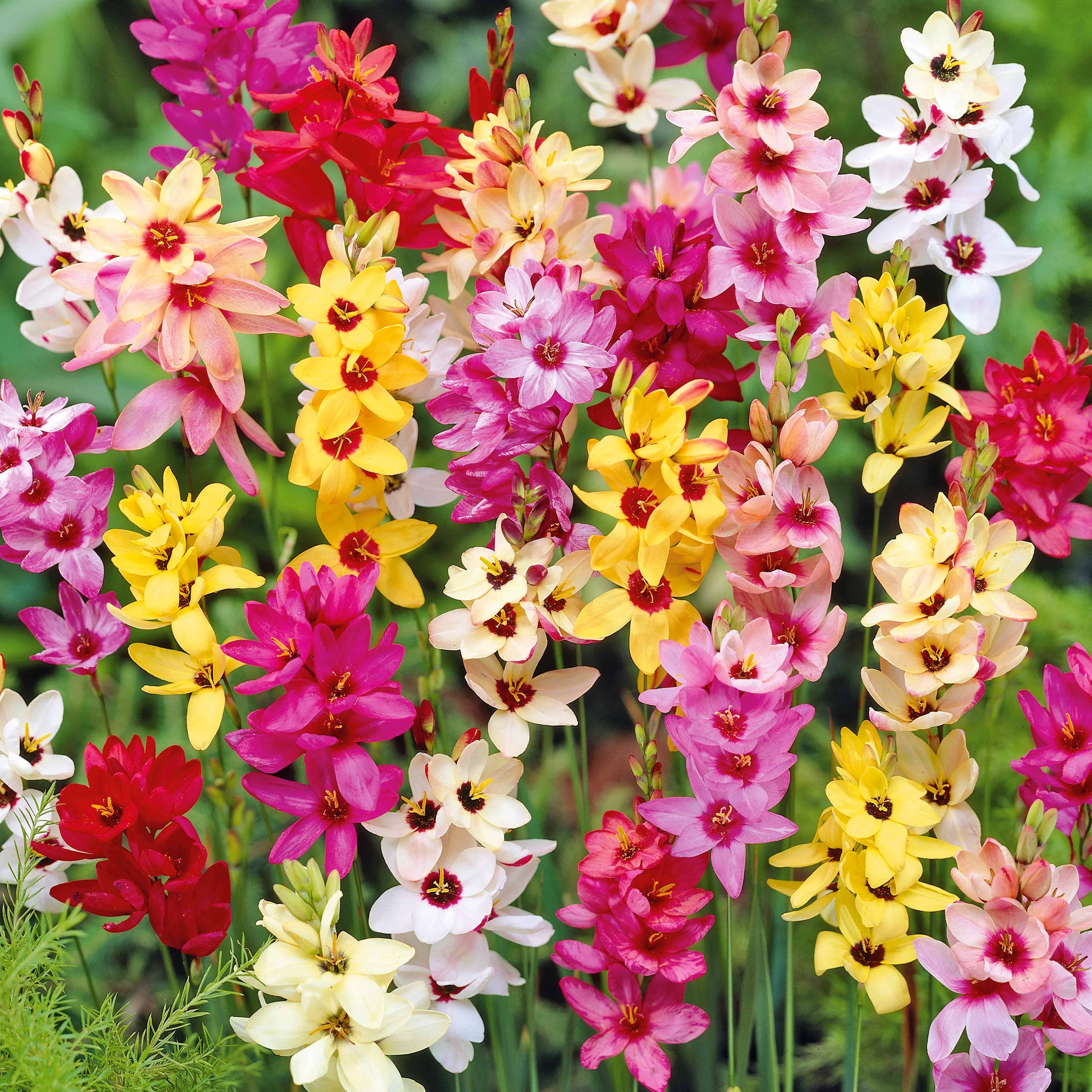 Ixia - Mix - Image 3