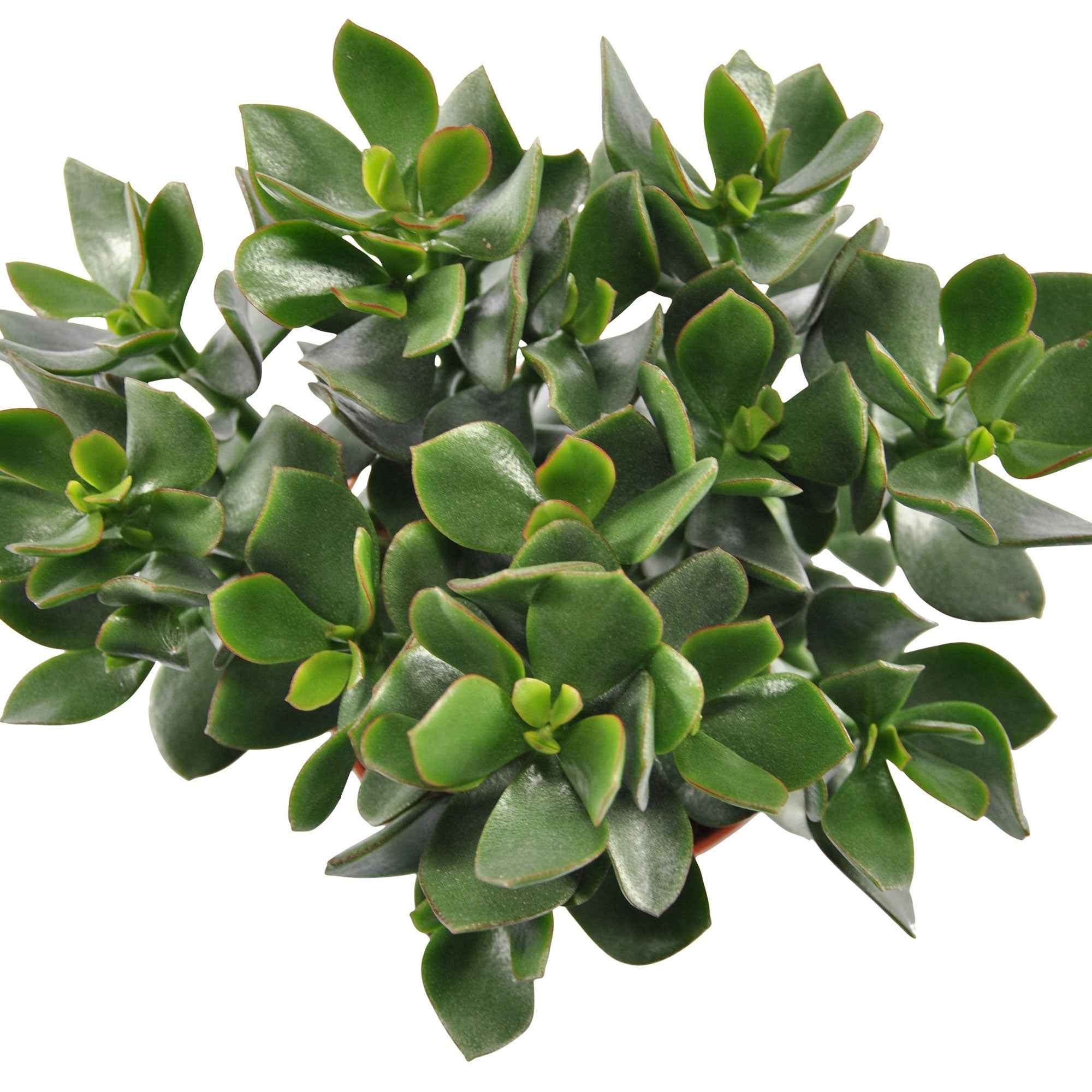 Miniatuur 2