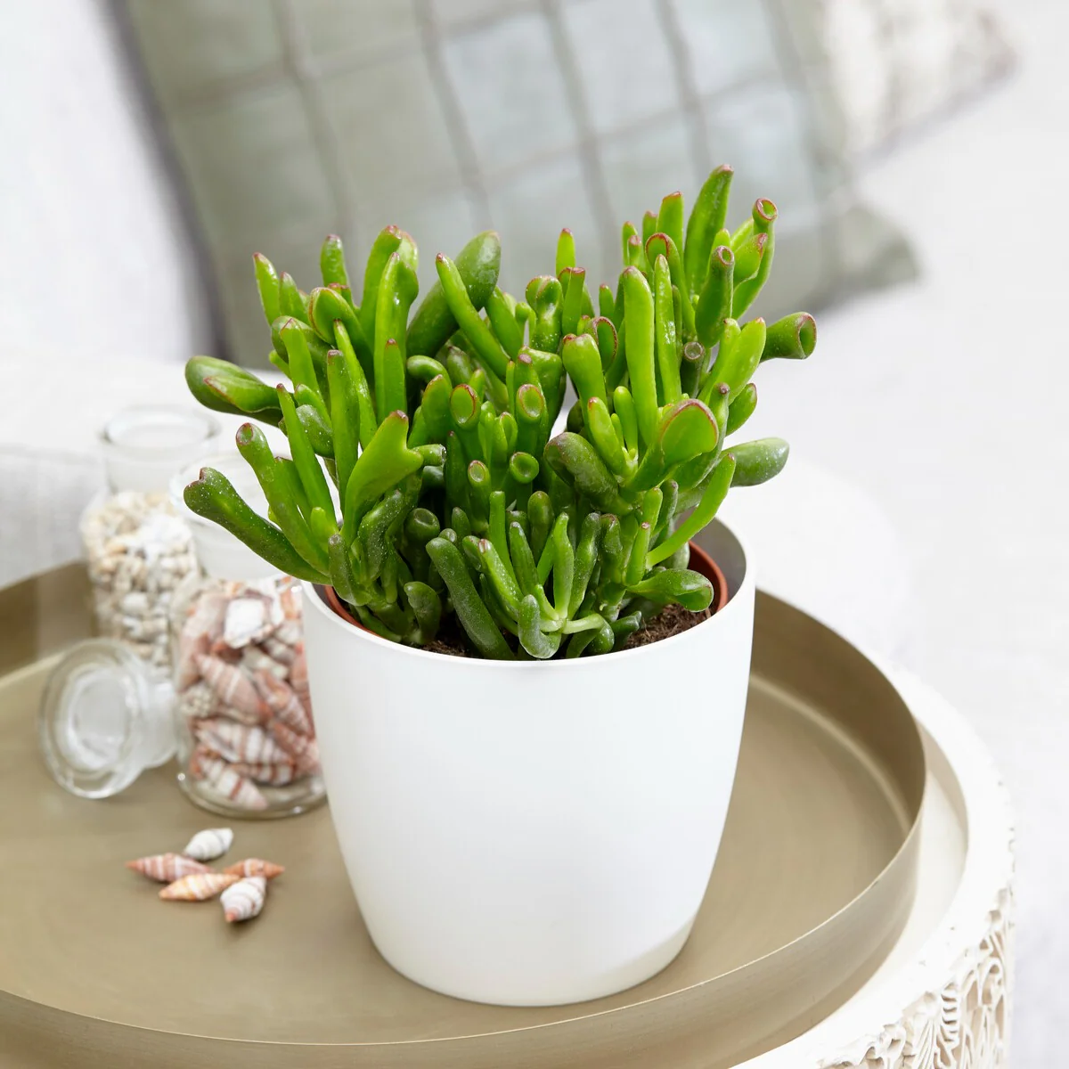 Jadeplant 'Hobbit'