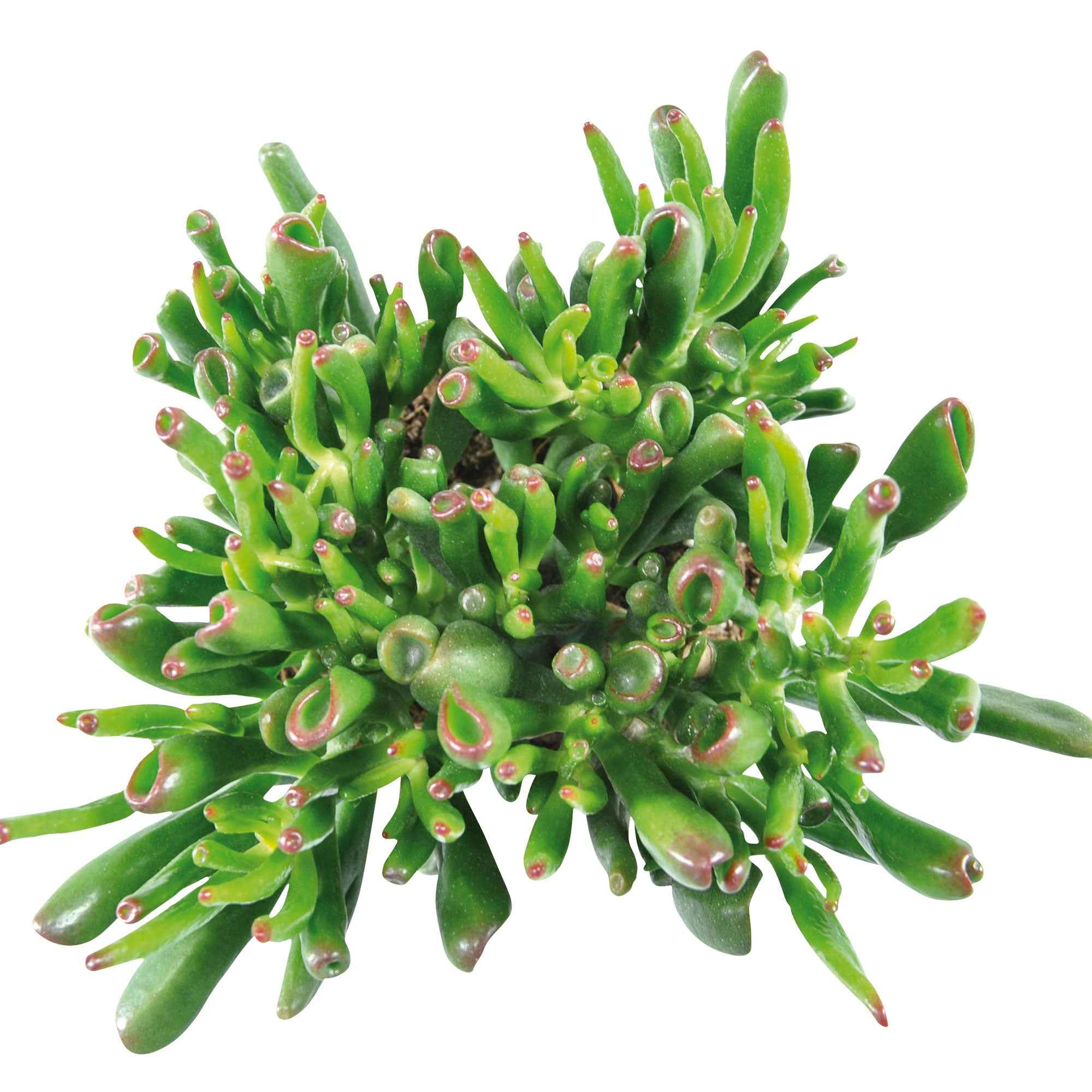 Jadeplant 'Hobbit' - Image 2