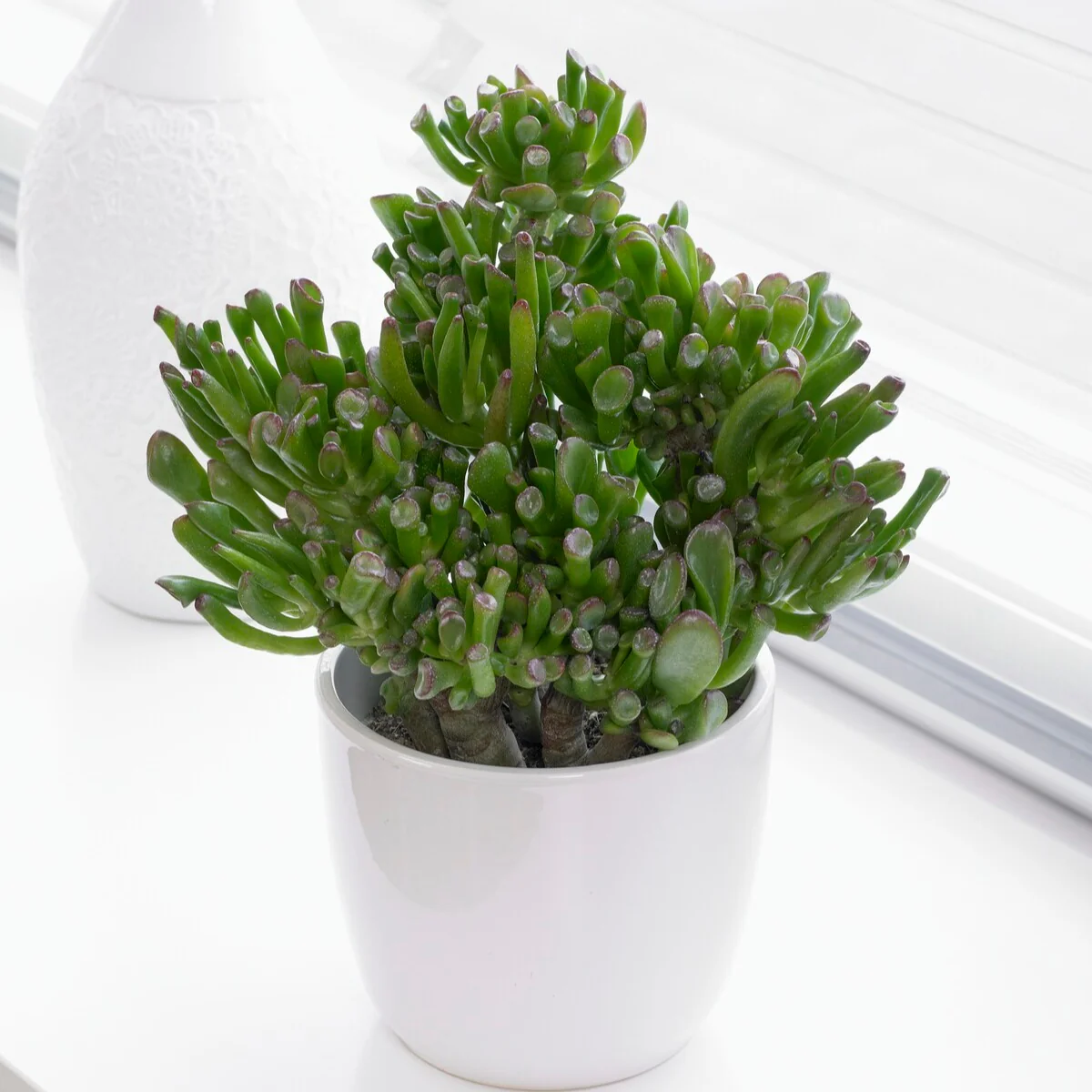 Jadeplant 'Hobbit' - Image 3