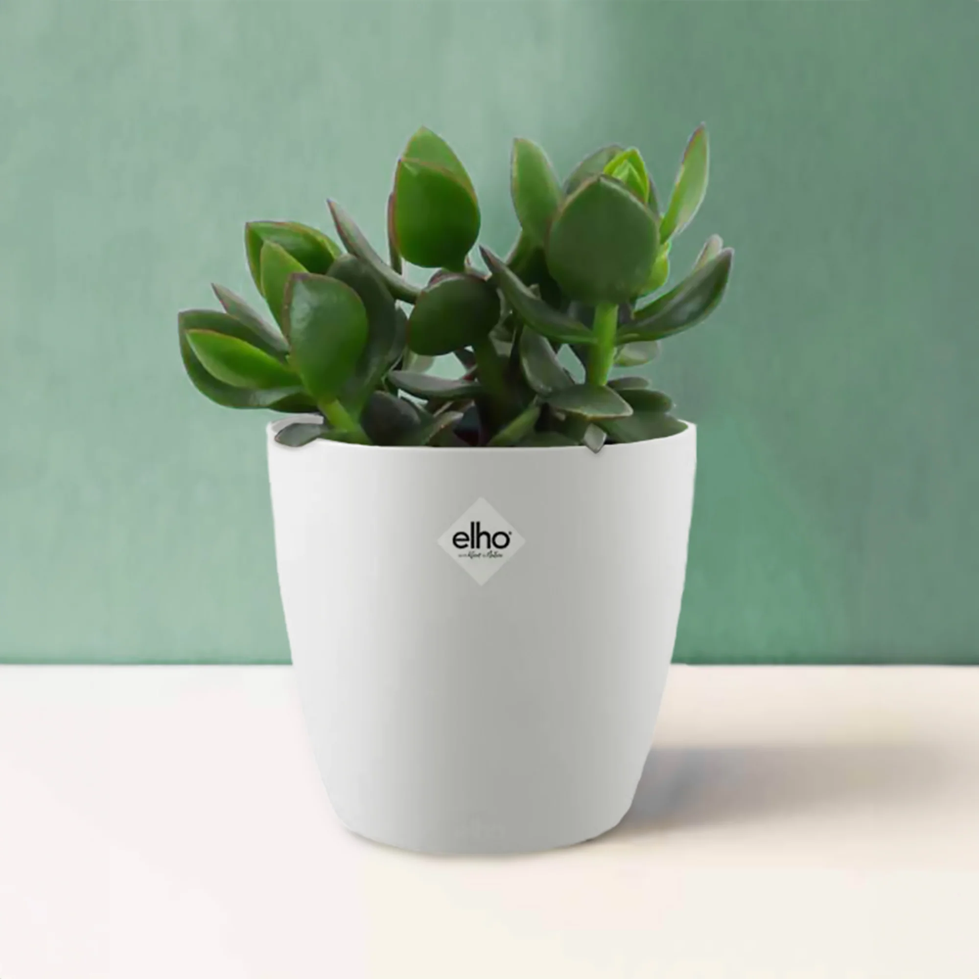 Jadeplant incl. witte sierpot - Image 2