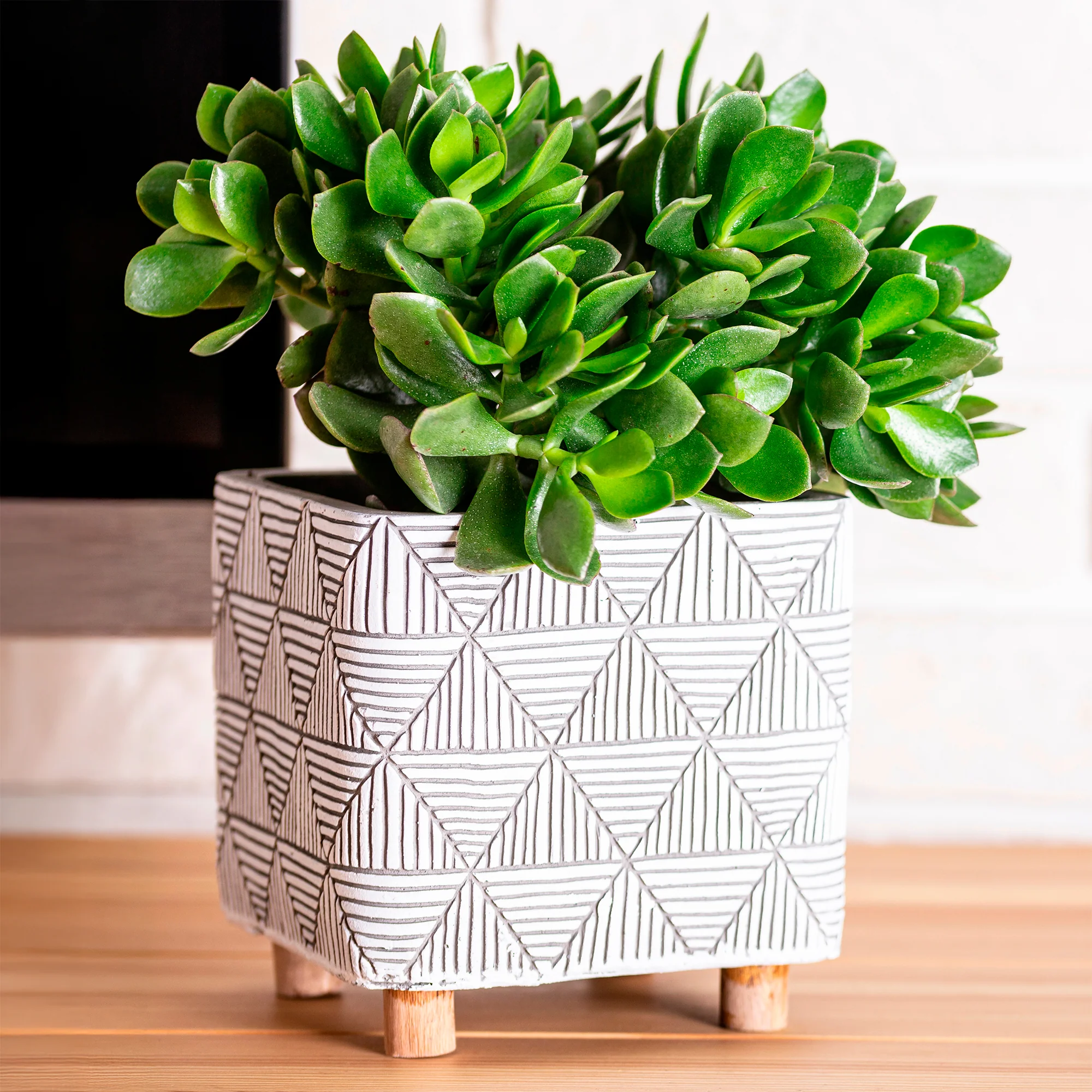 Jadeplant