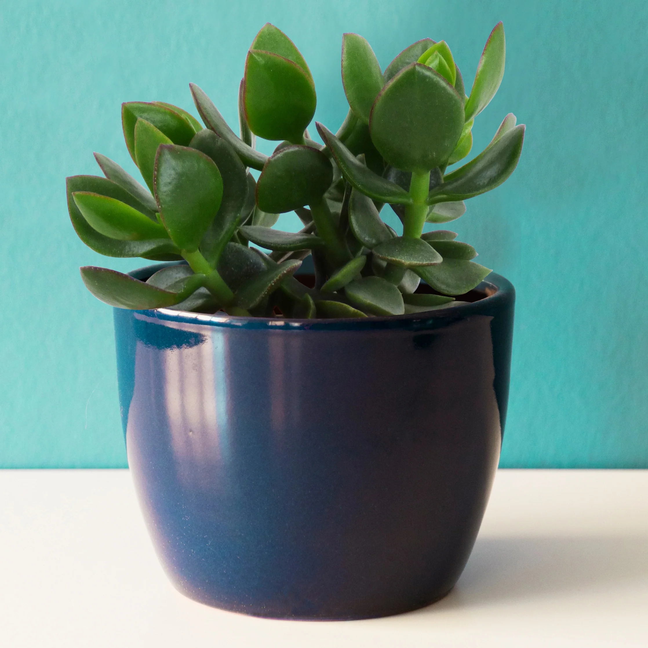 Jadeplant - Image 2
