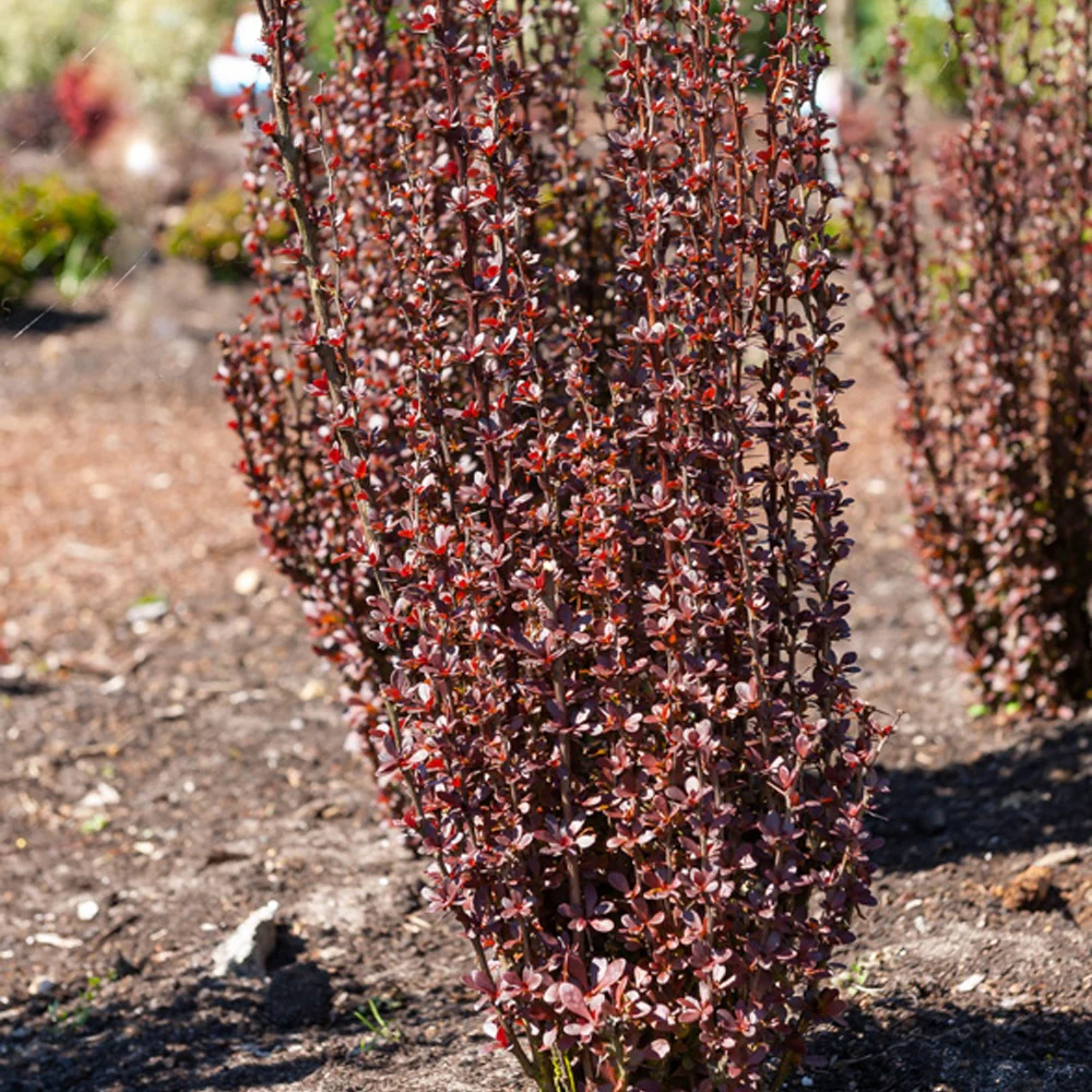 Japanese Zuurbes Helmond Pillar