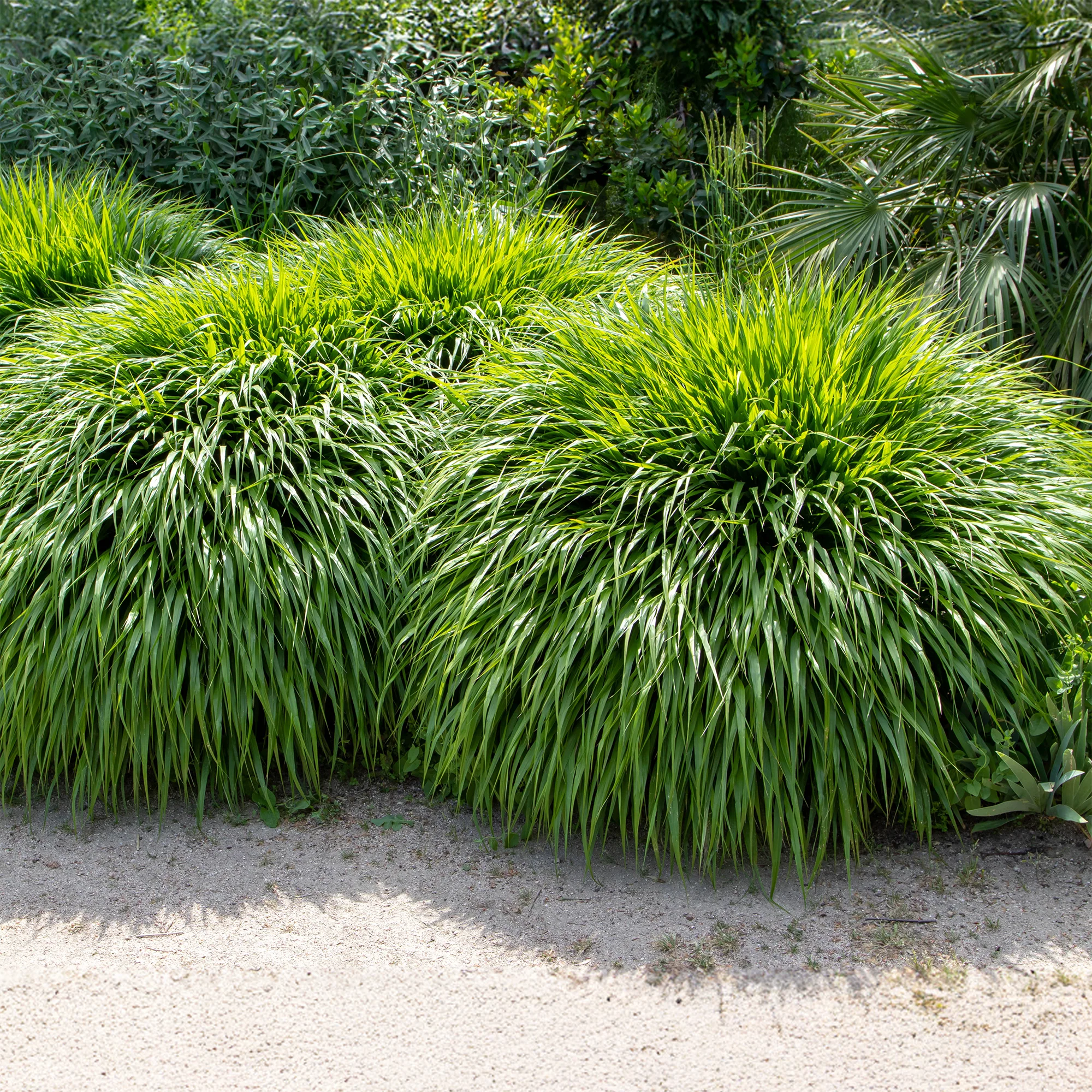 Japans berggras - Image 2