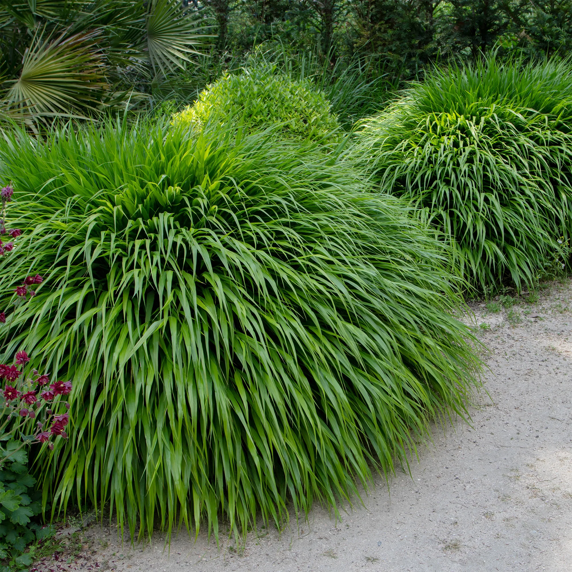 Japans berggras - Image 3