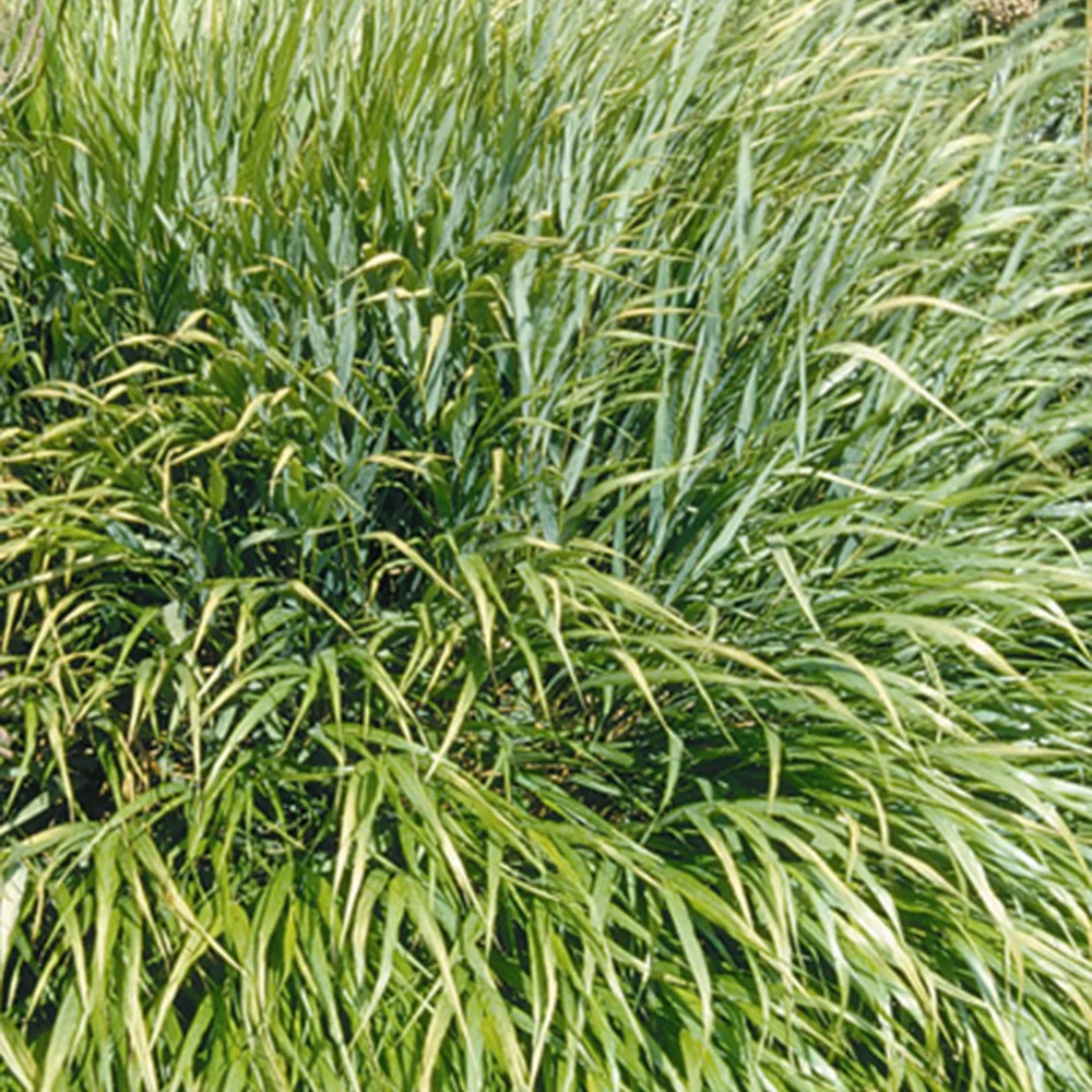 Japans berggras - Image 4