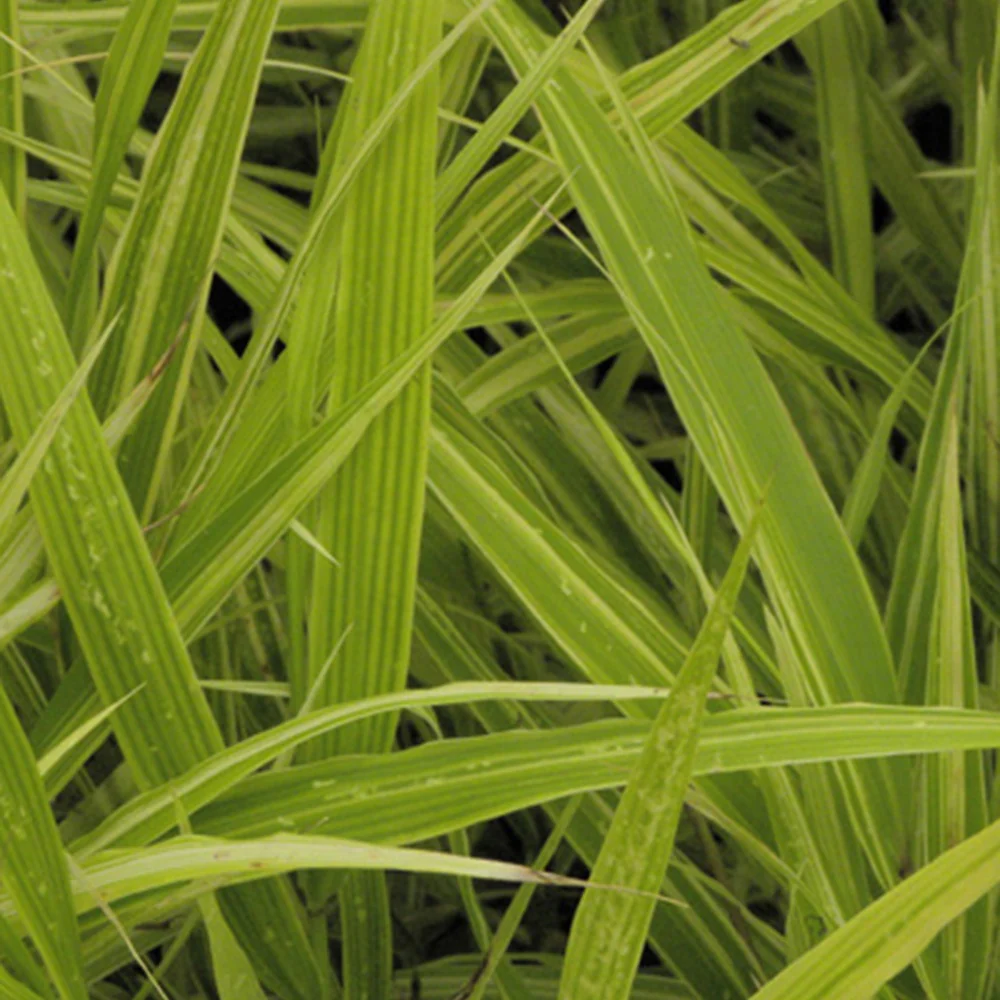 Japans berggras 'Albovariegata'