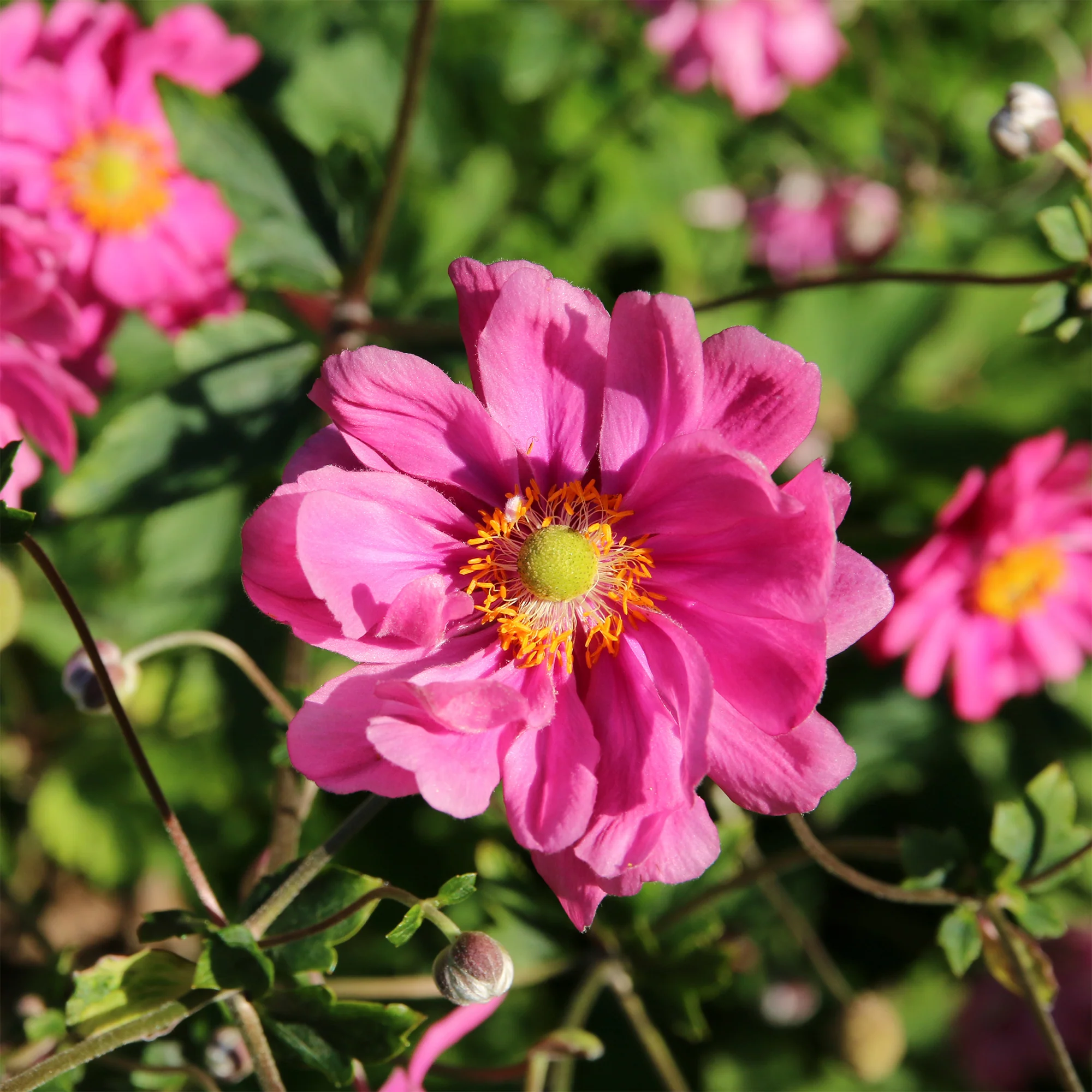 Japanse anemoon Margarete