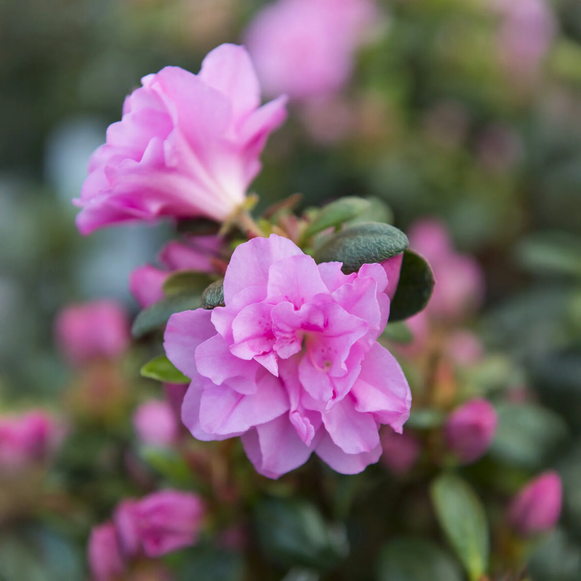 Japanse azalea Lilac Surprise - Image 2