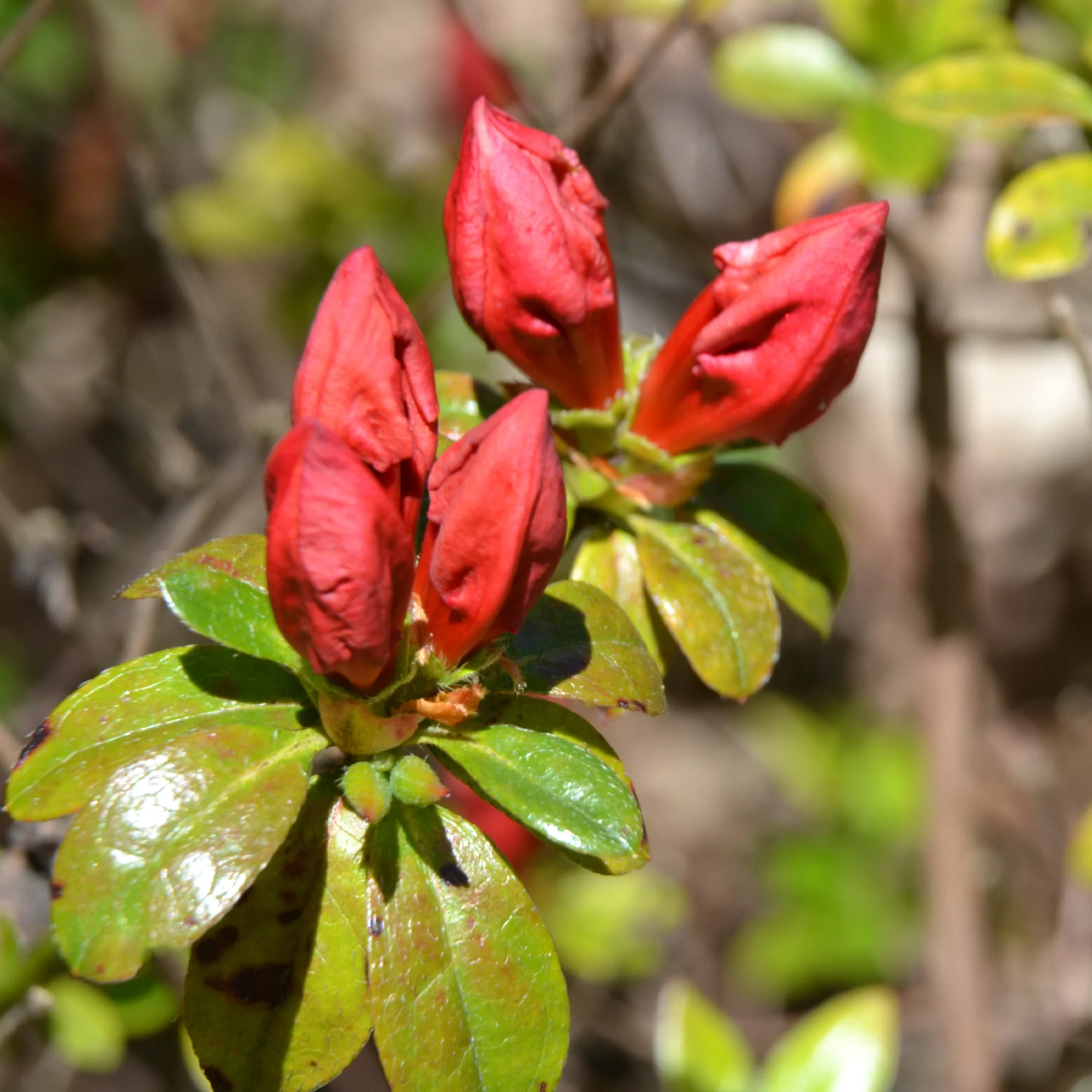 Japanse azalea Orange Surprise - Image 2