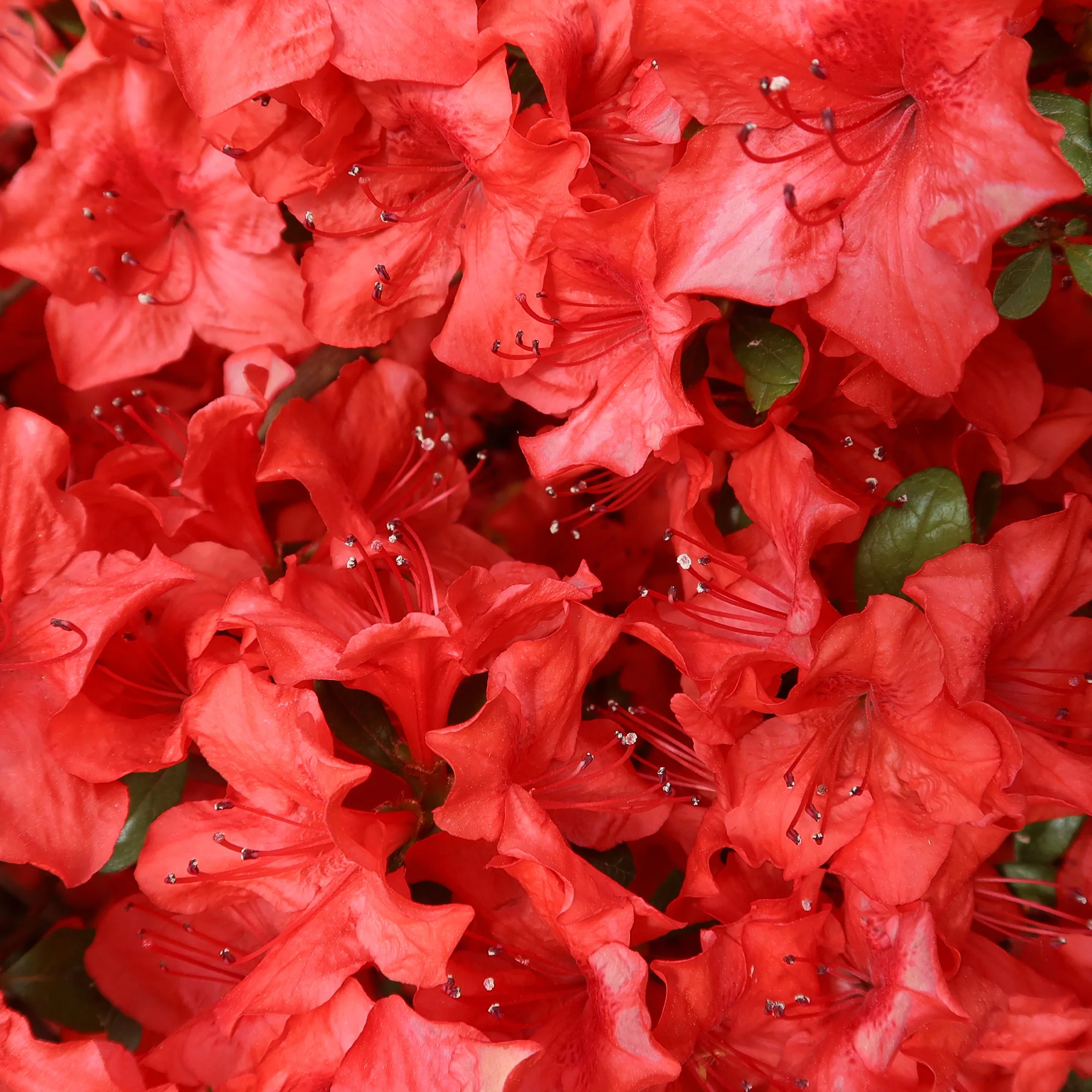 Japanse azalea Orange Surprise - Image 3
