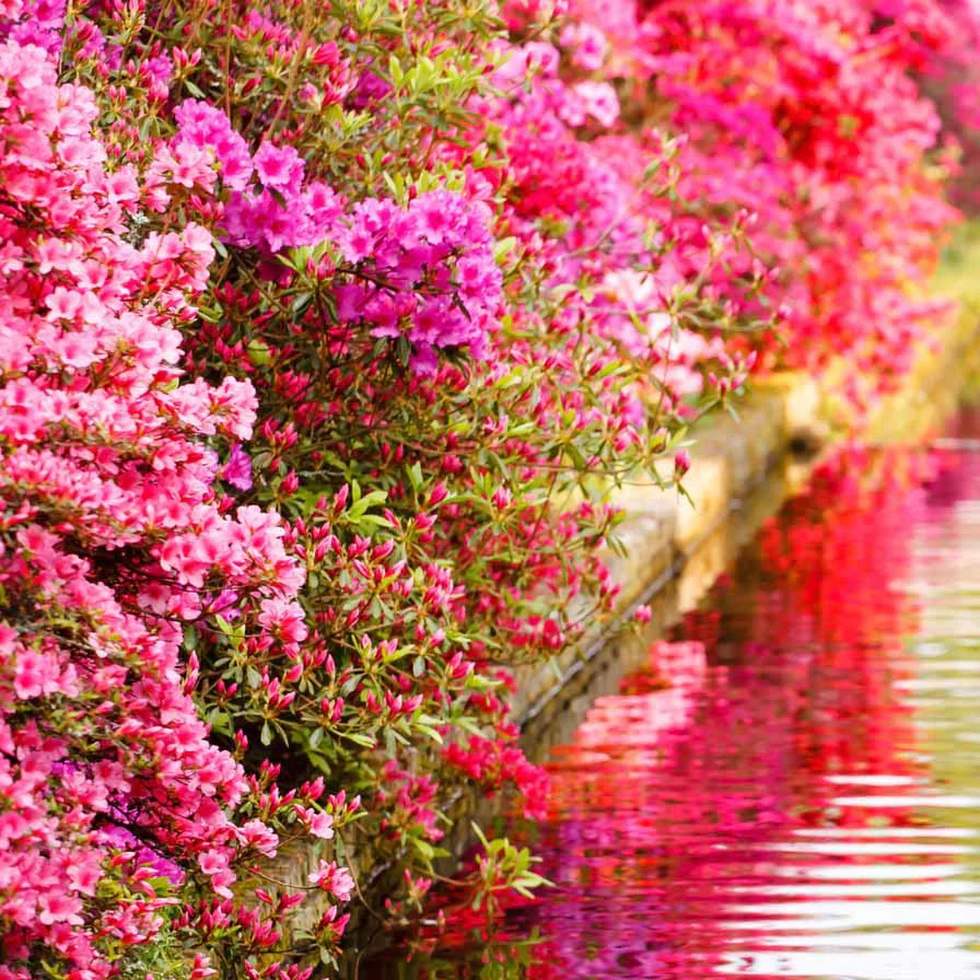 Japanse azalea - roze - Image 3