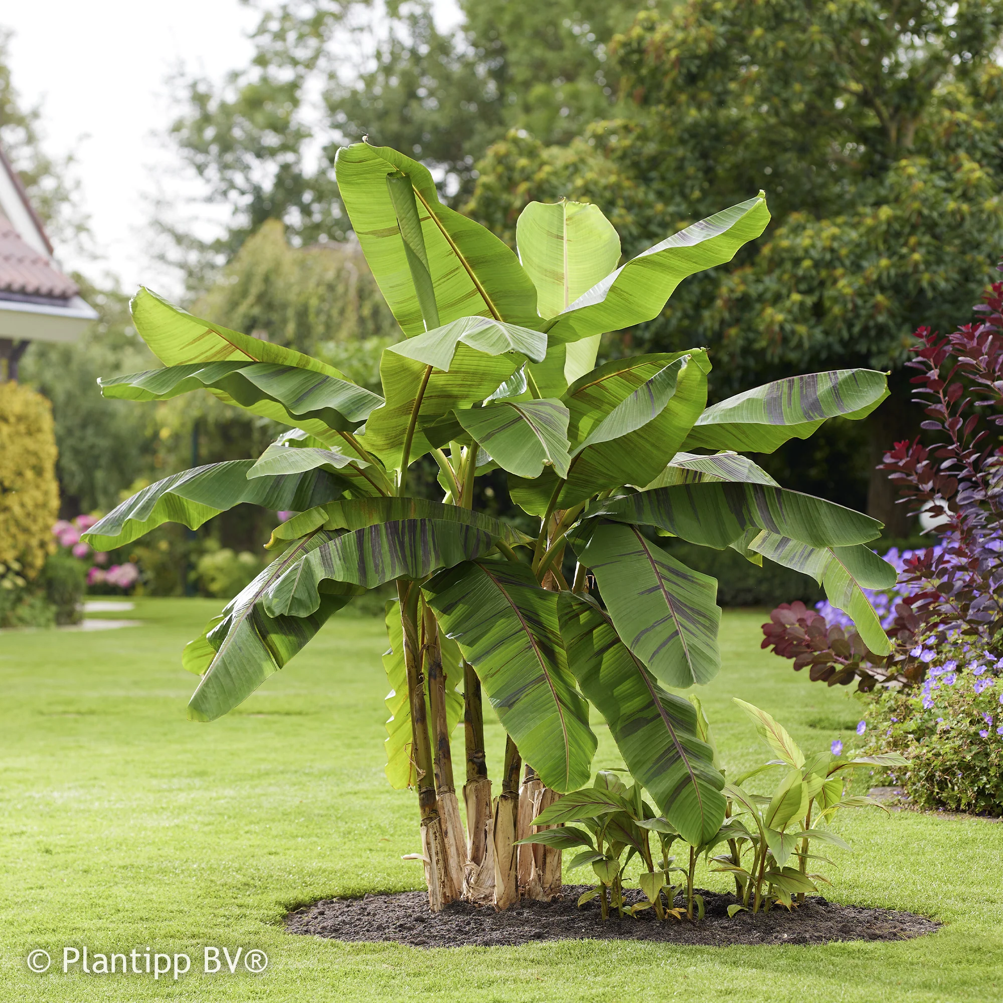 Japanse Bananenplant Ever Red - Image 6