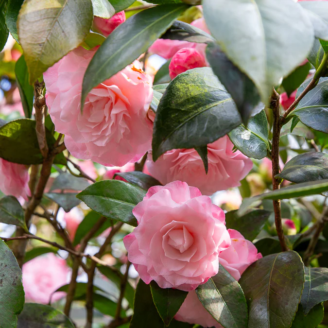 Japanse camelia Nuccios Pearl - Image 3