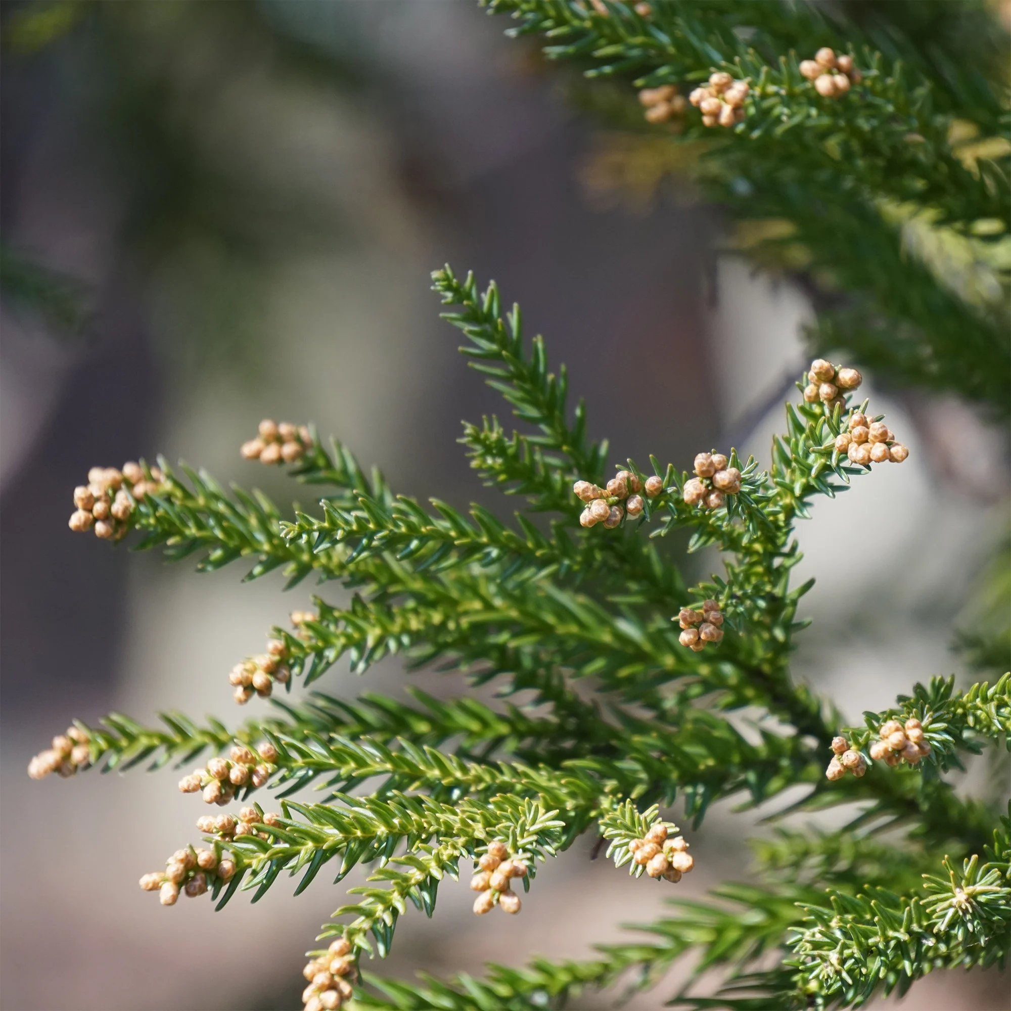 Japanse ceder Cryptomeria