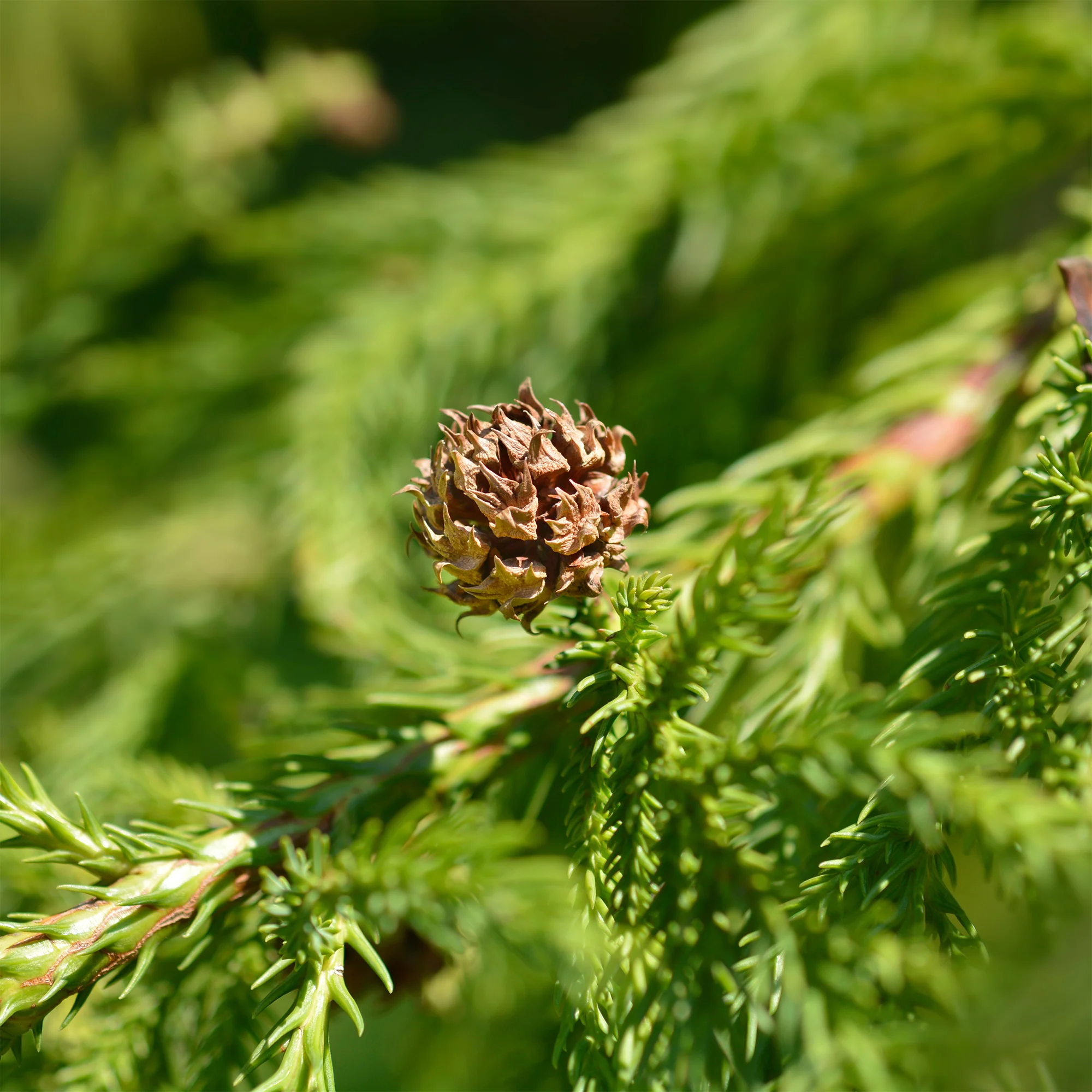 Japanse ceder Cryptomeria - Image 2