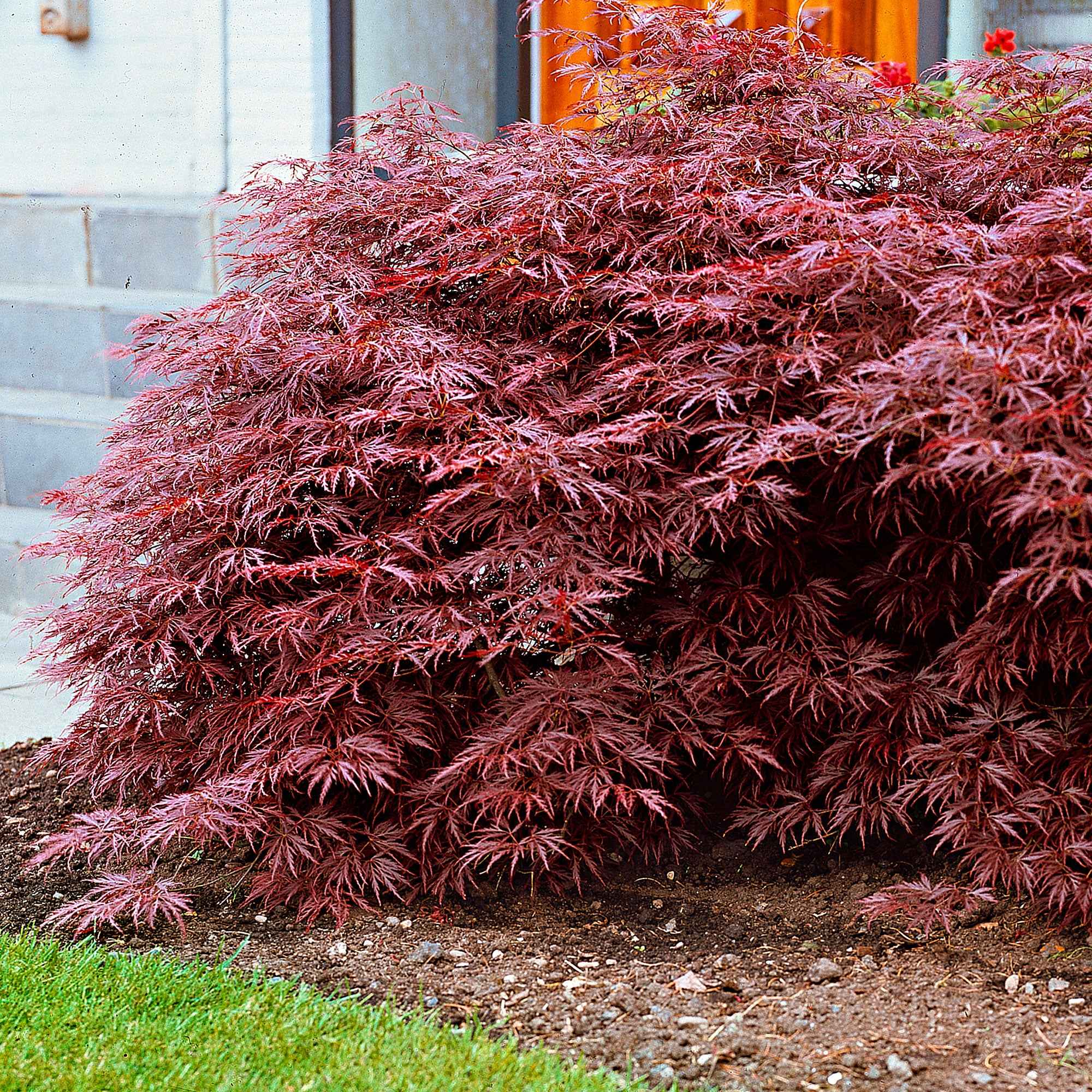 Japanse esdoorn 'Garnet' - Image 3