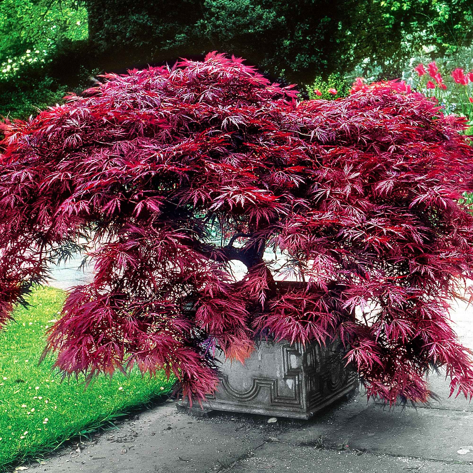 Japanse esdoorn 'Garnet' - Image 4