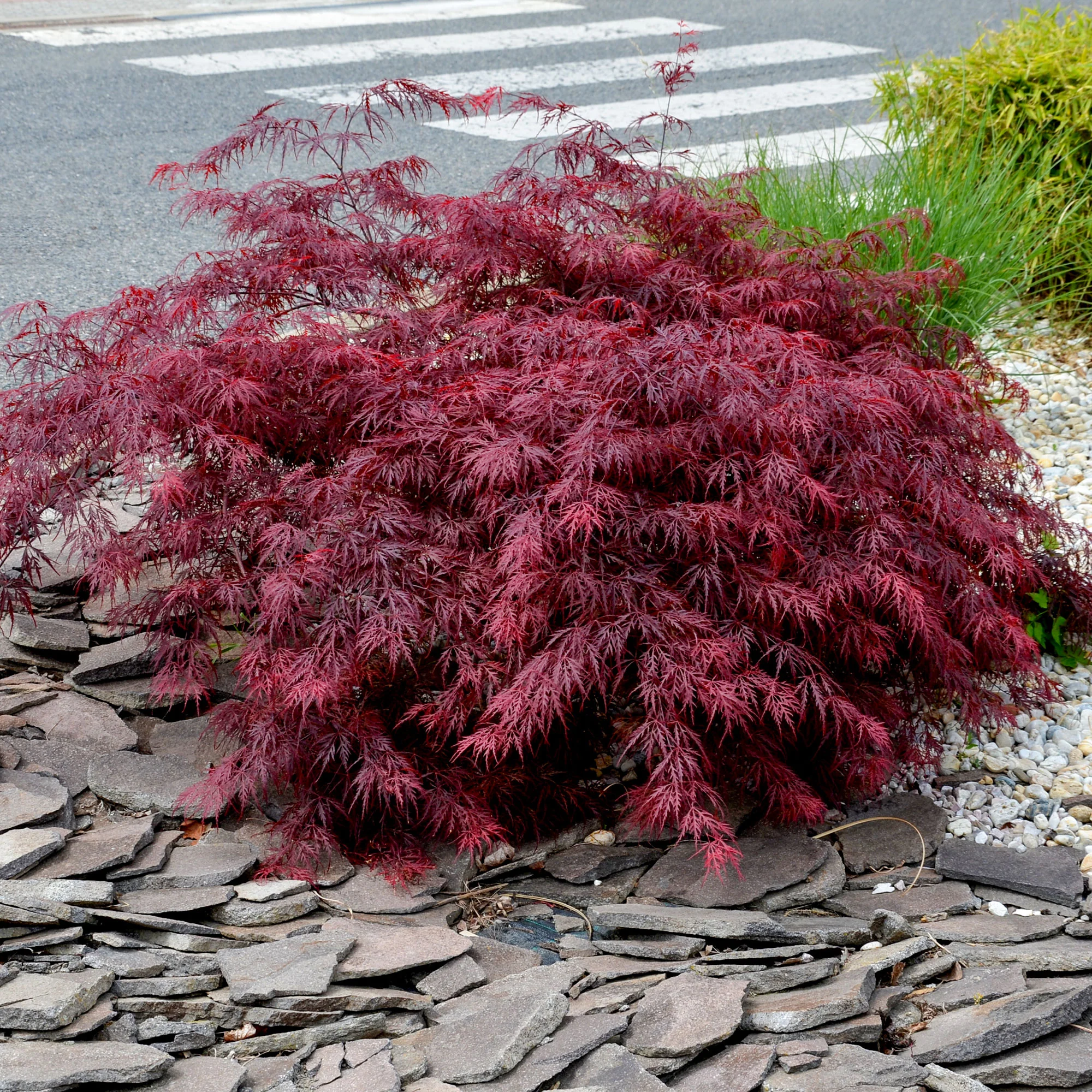 Japanse esdoorn 'Garnet' - Image 5