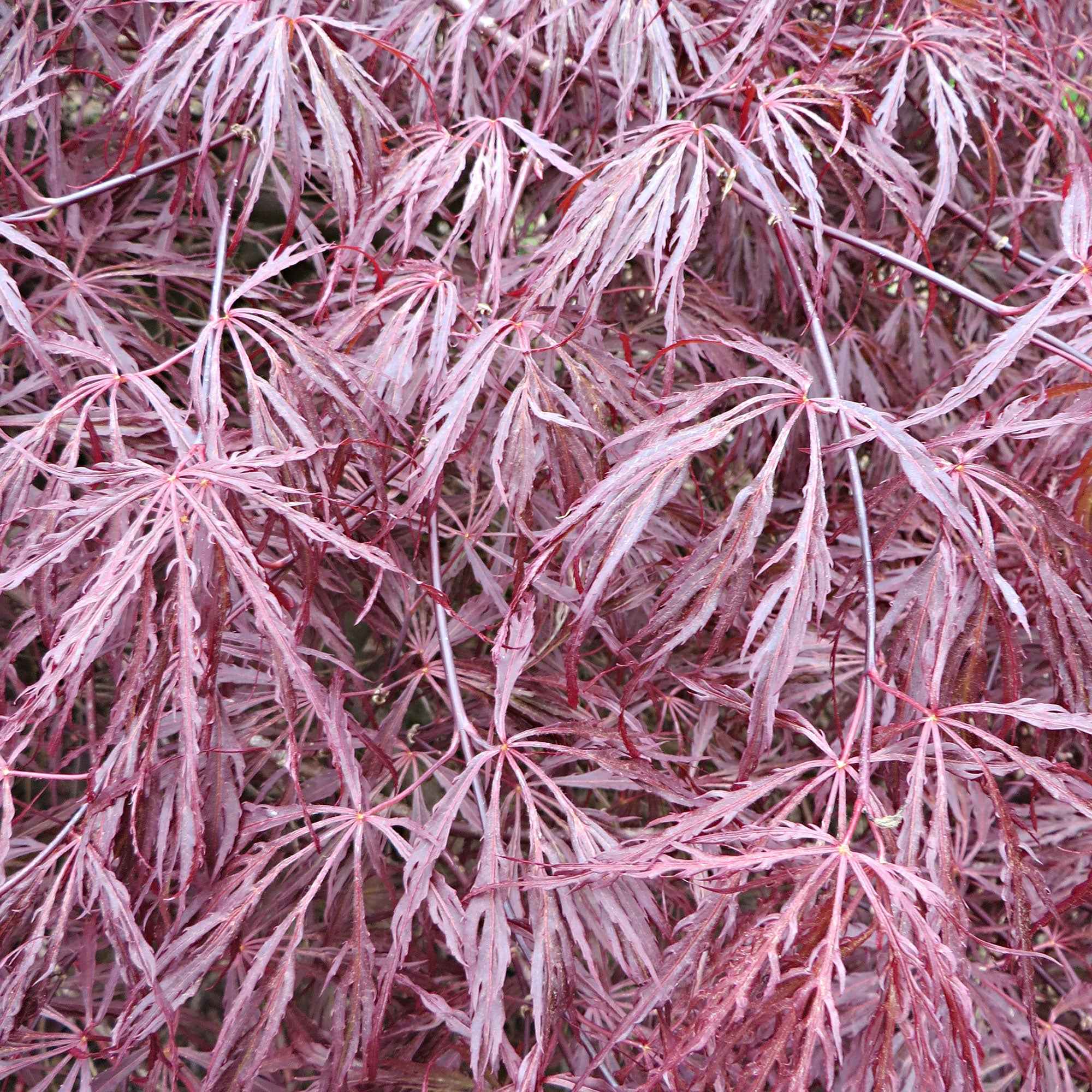 Japanse esdoorn 'Garnet' - Image 6