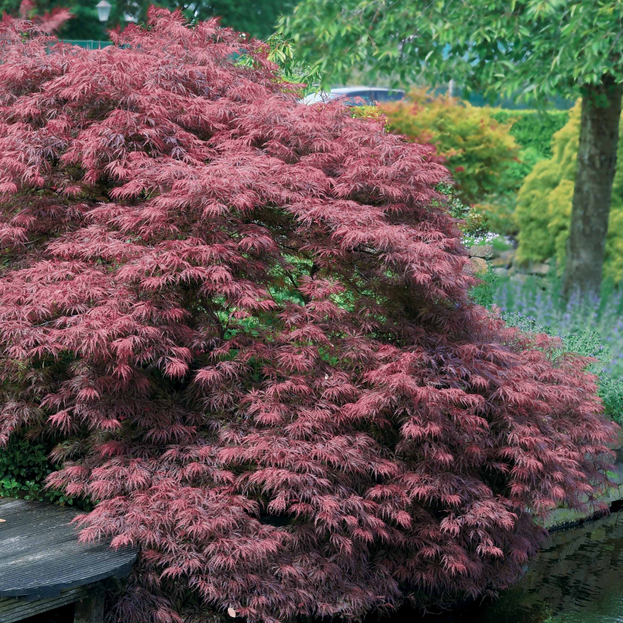 Japanse esdoorn 'Garnet' - Image 7