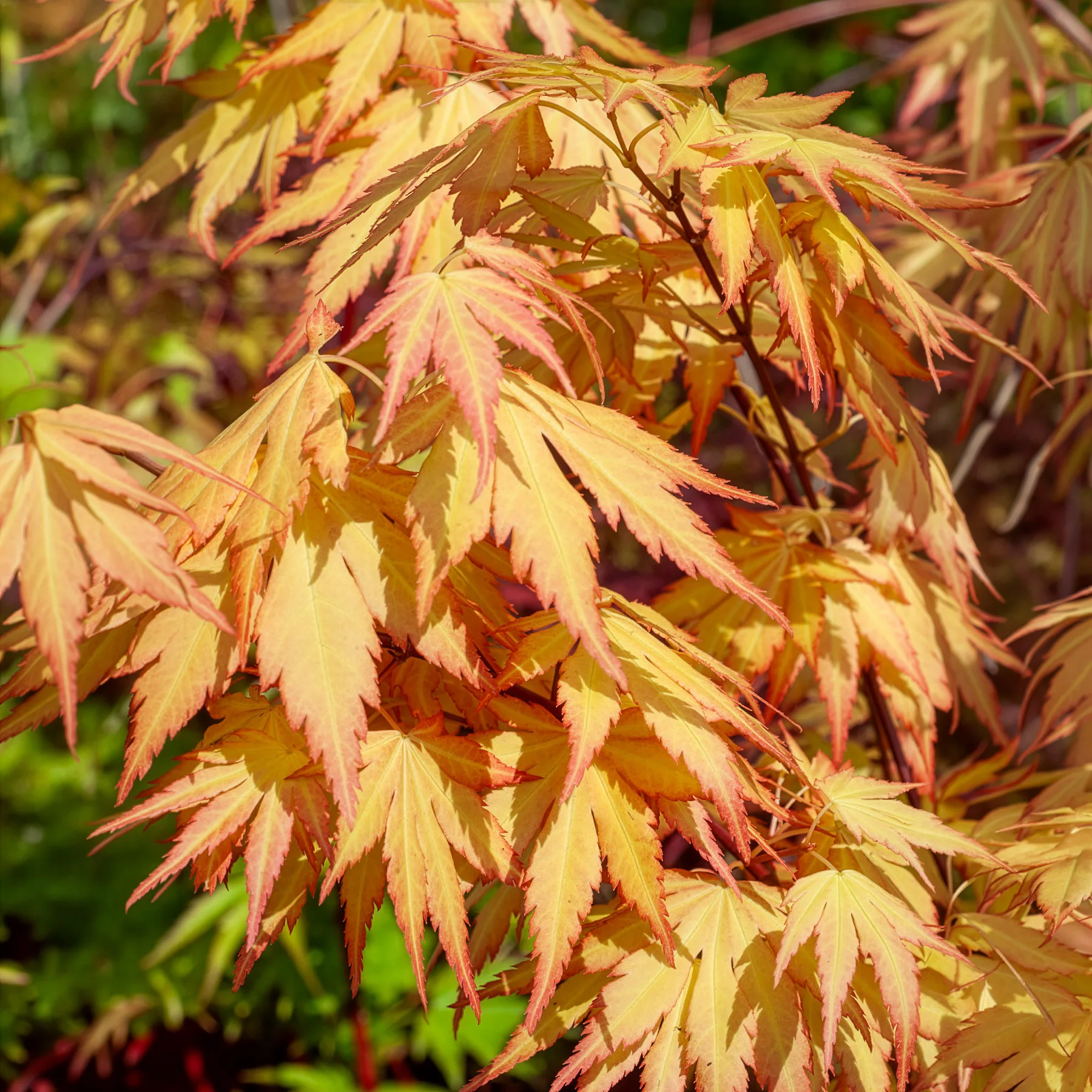 Japanse esdoorn 'Orange Dream' - Image 10
