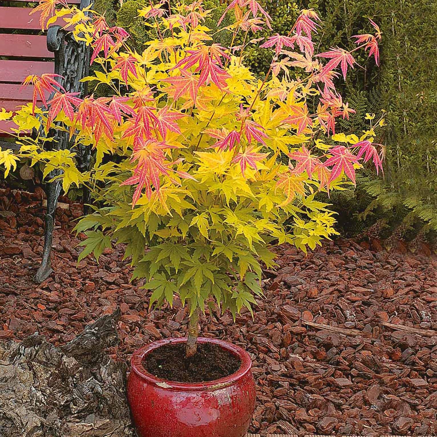 Japanse esdoorn 'Orange Dream' - Image 3