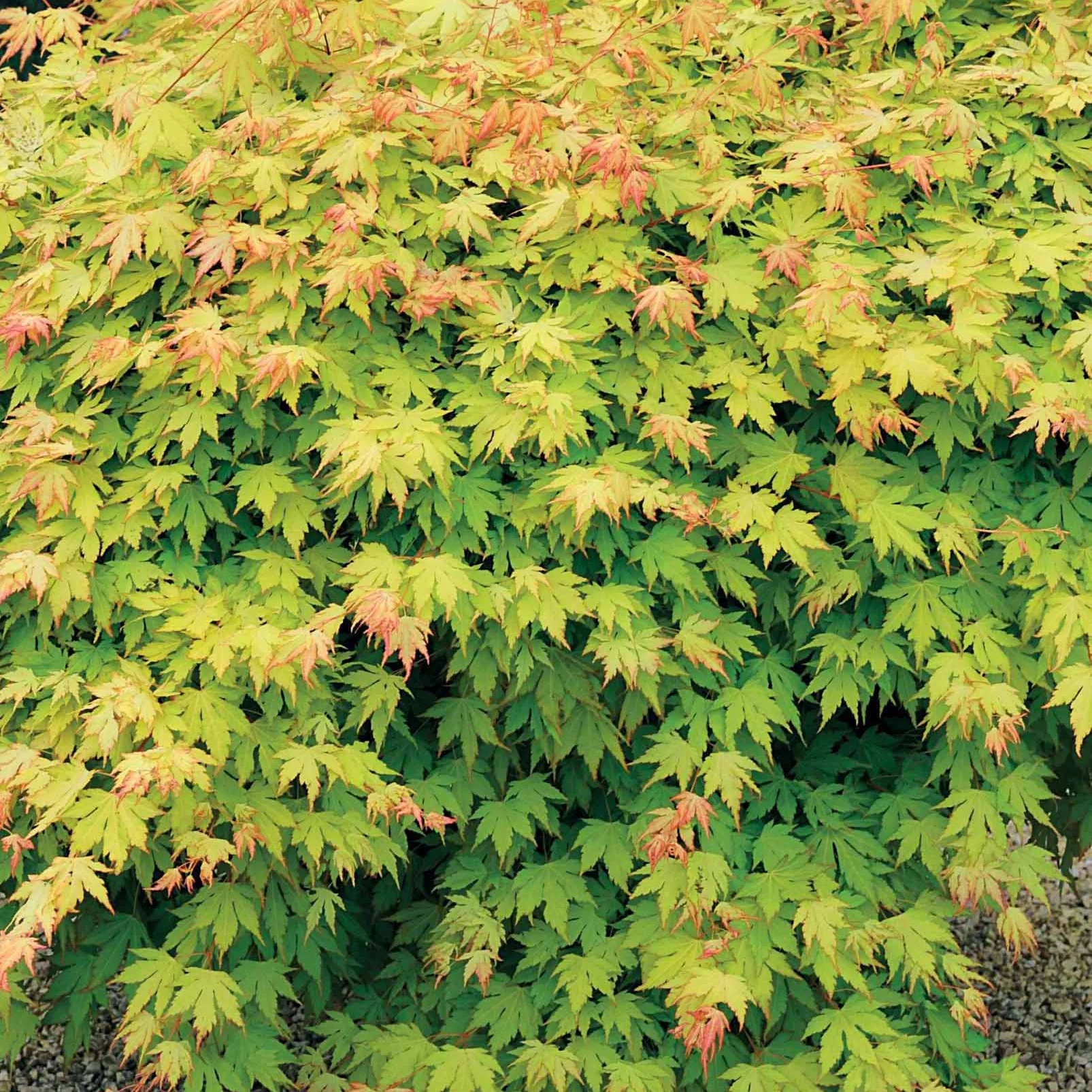 Japanse esdoorn 'Orange Dream' - Image 4