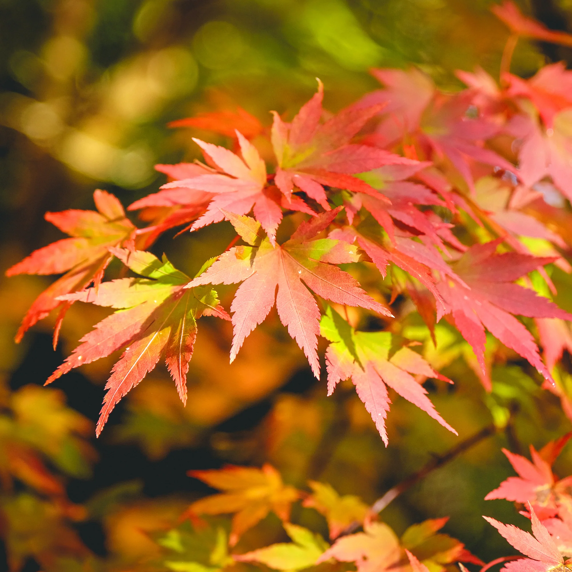 Japanse esdoorn 'Orange Dream' - Image 5