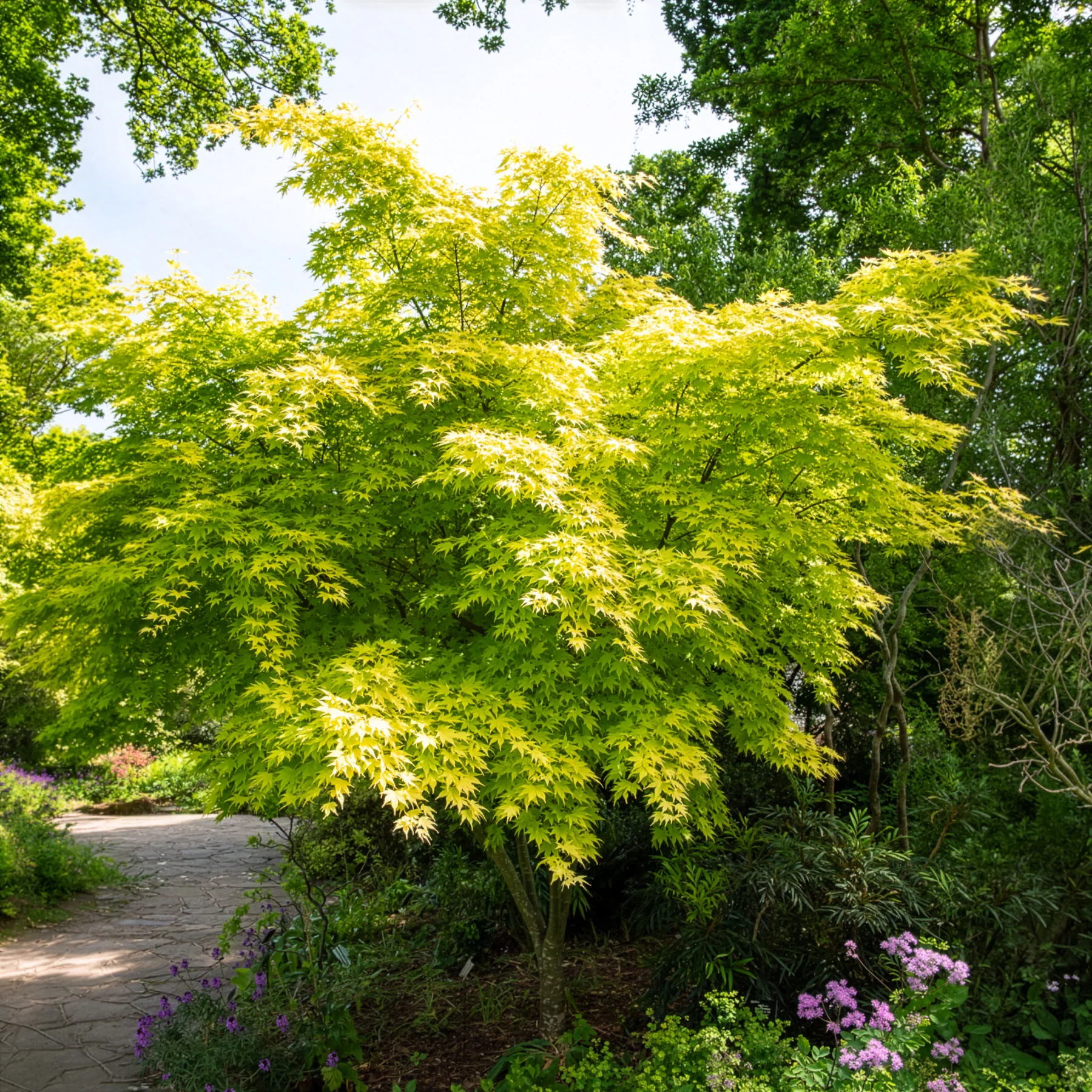 Japanse esdoorn 'Orange Dream' - Image 6