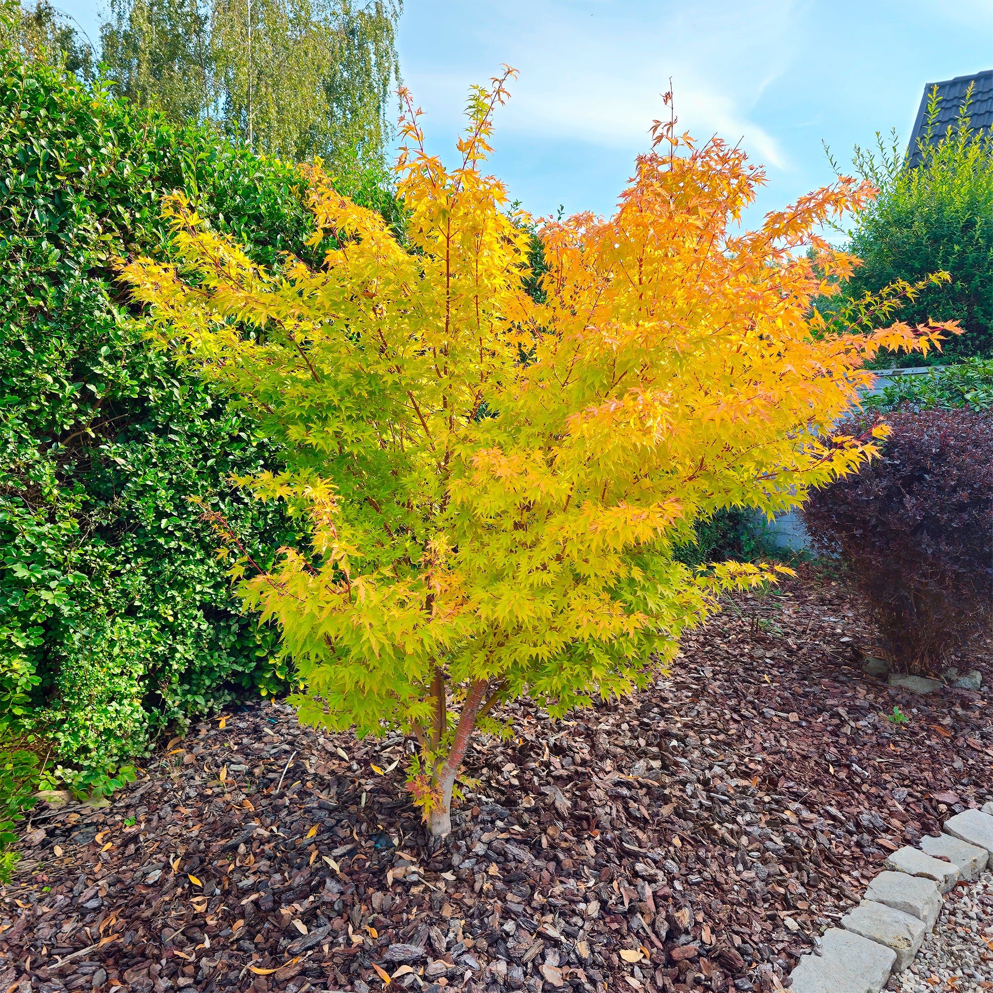 Japanse esdoorn 'Orange Dream' - Image 8