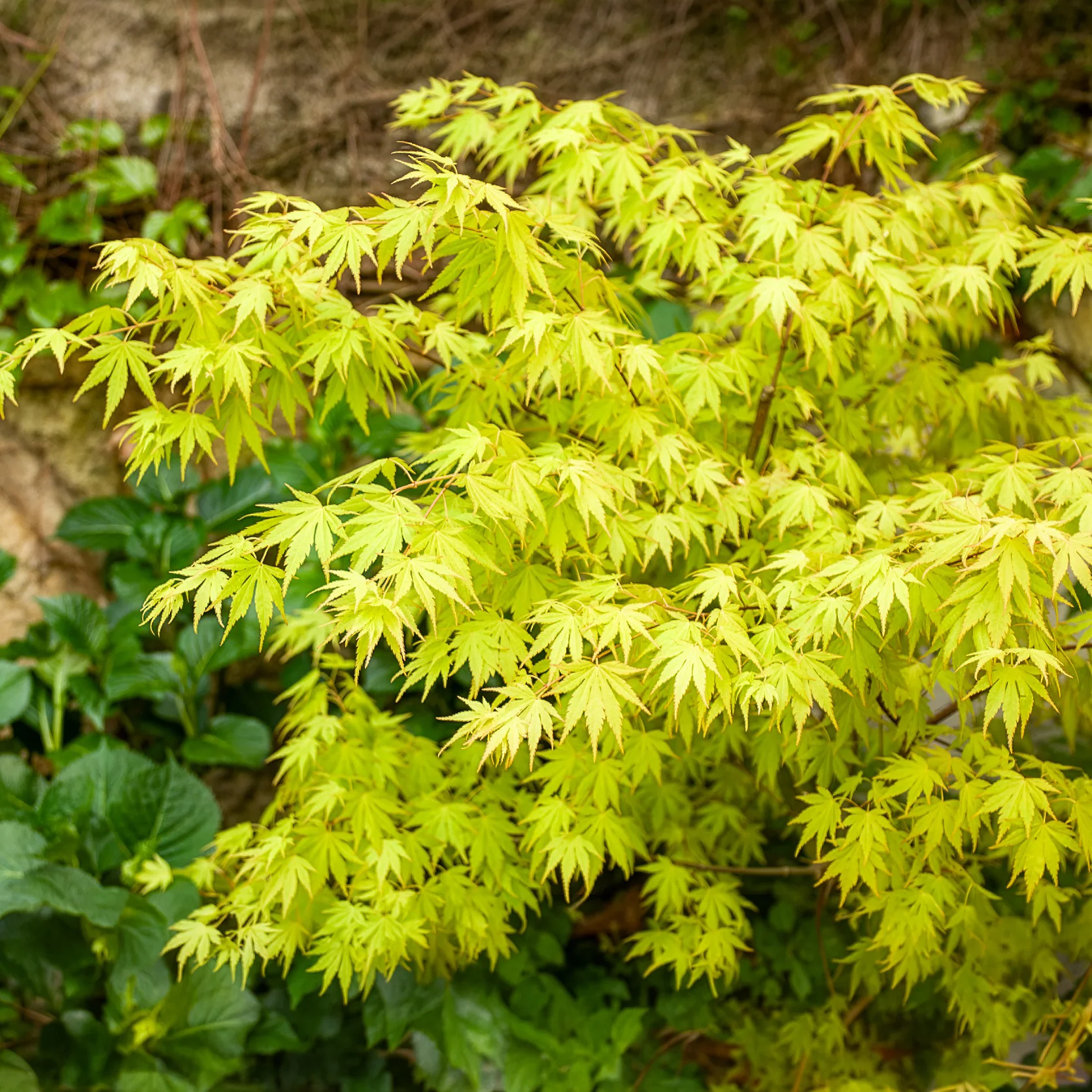 Japanse esdoorn 'Orange Dream' - Image 9