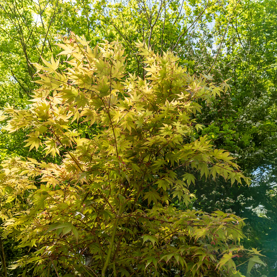 Japanse esdoorn Osakazuki - Image 3